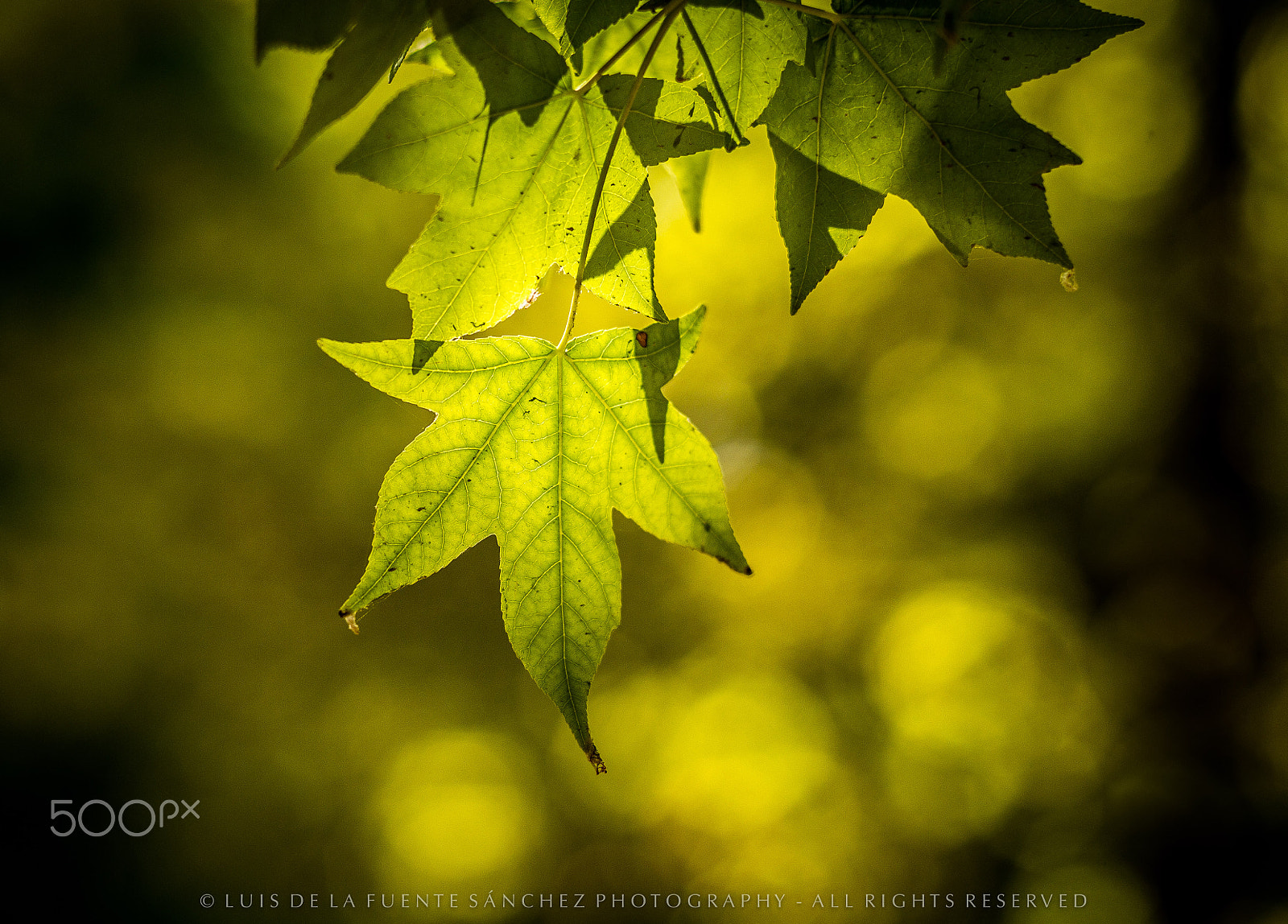 Leica APO-Summicron-M 90mm F2 ASPH sample photo. Hojas de arce photography