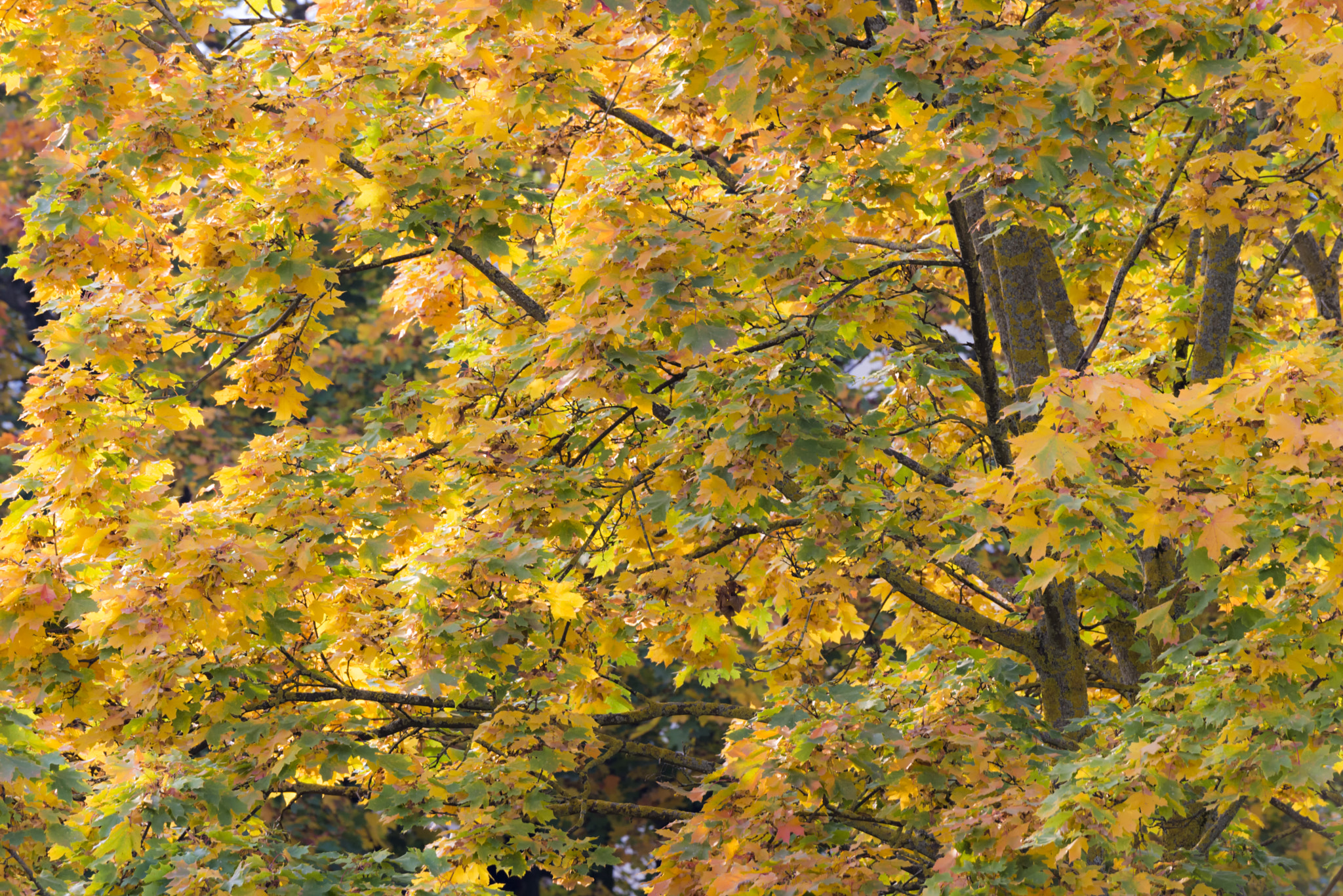 Nikon D610 sample photo. Autumn 6 photography