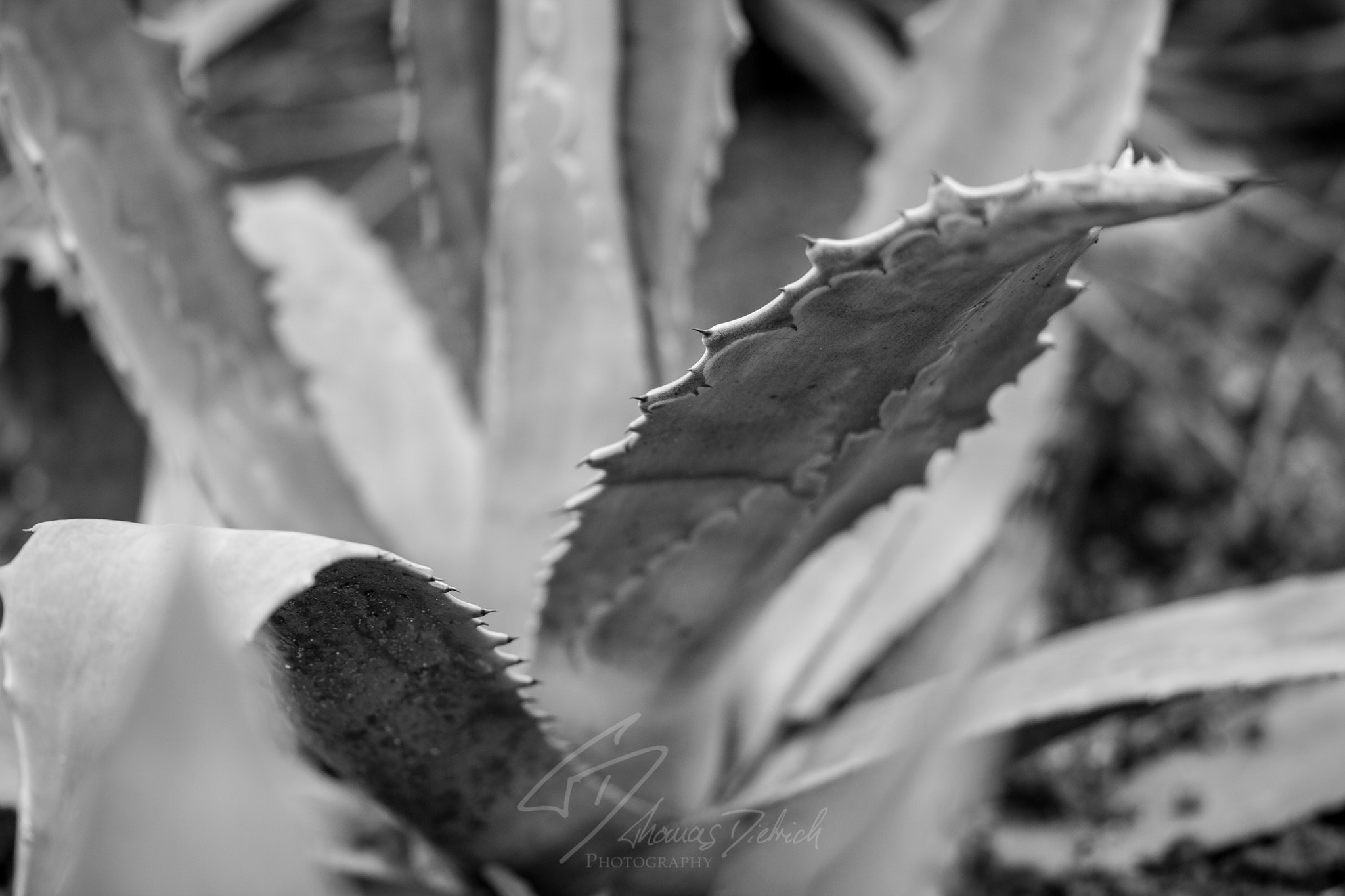 Sigma 105mm F2.8 EX DG OS HSM sample photo. Aloe black & white photography