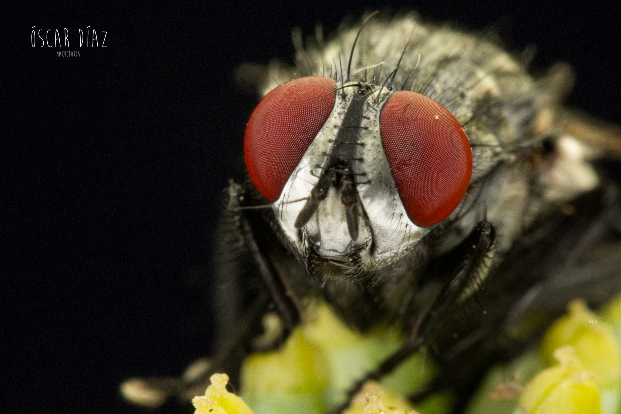 Canon EOS 60D + Canon EF 100mm F2.8L Macro IS USM sample photo. Mosca photography
