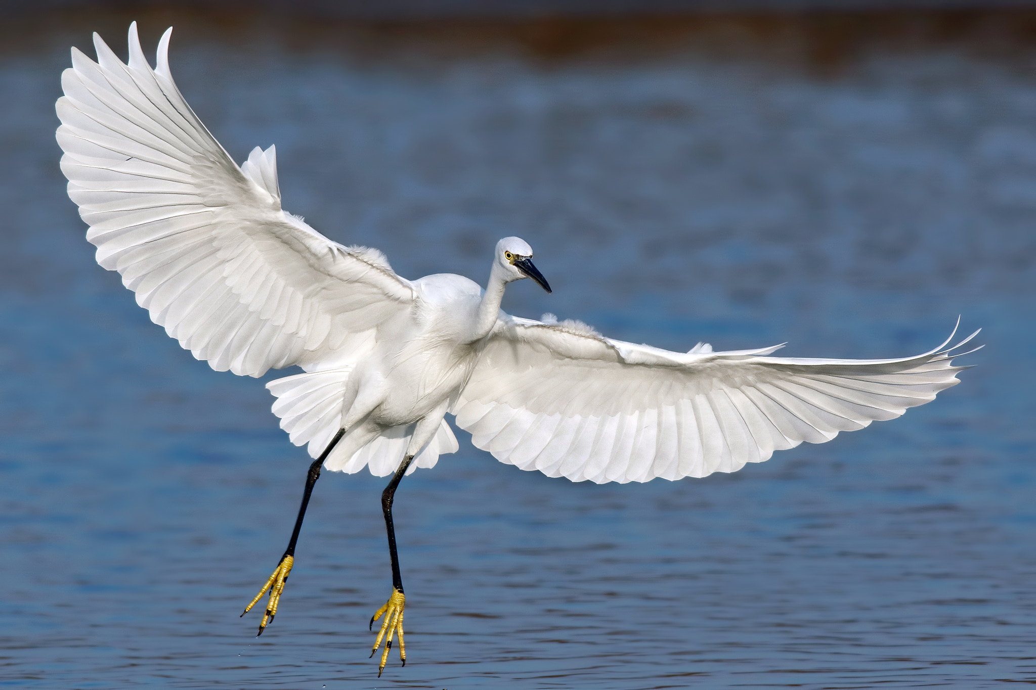 Canon EF 500mm f/4.5L + 1.4x sample photo. Egret photography
