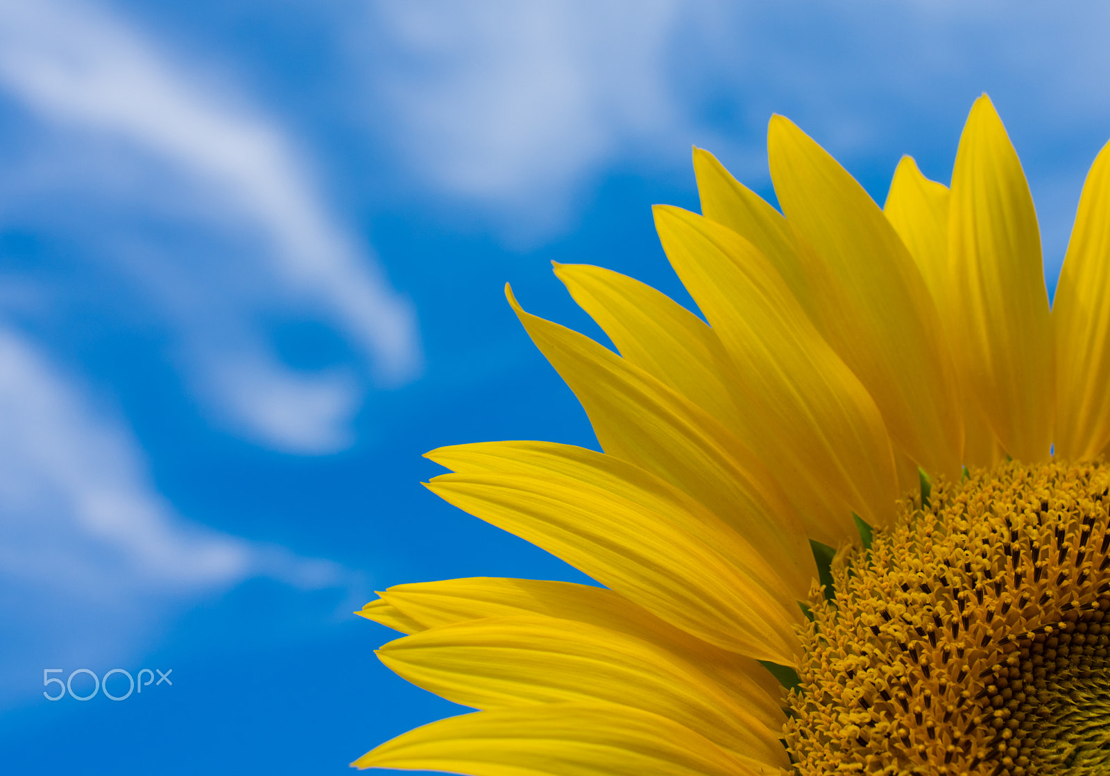 Pentax K-3 + HD Pentax DA 35mm F2.8 Macro Limited sample photo. Sunflower in akeno, japan. photography