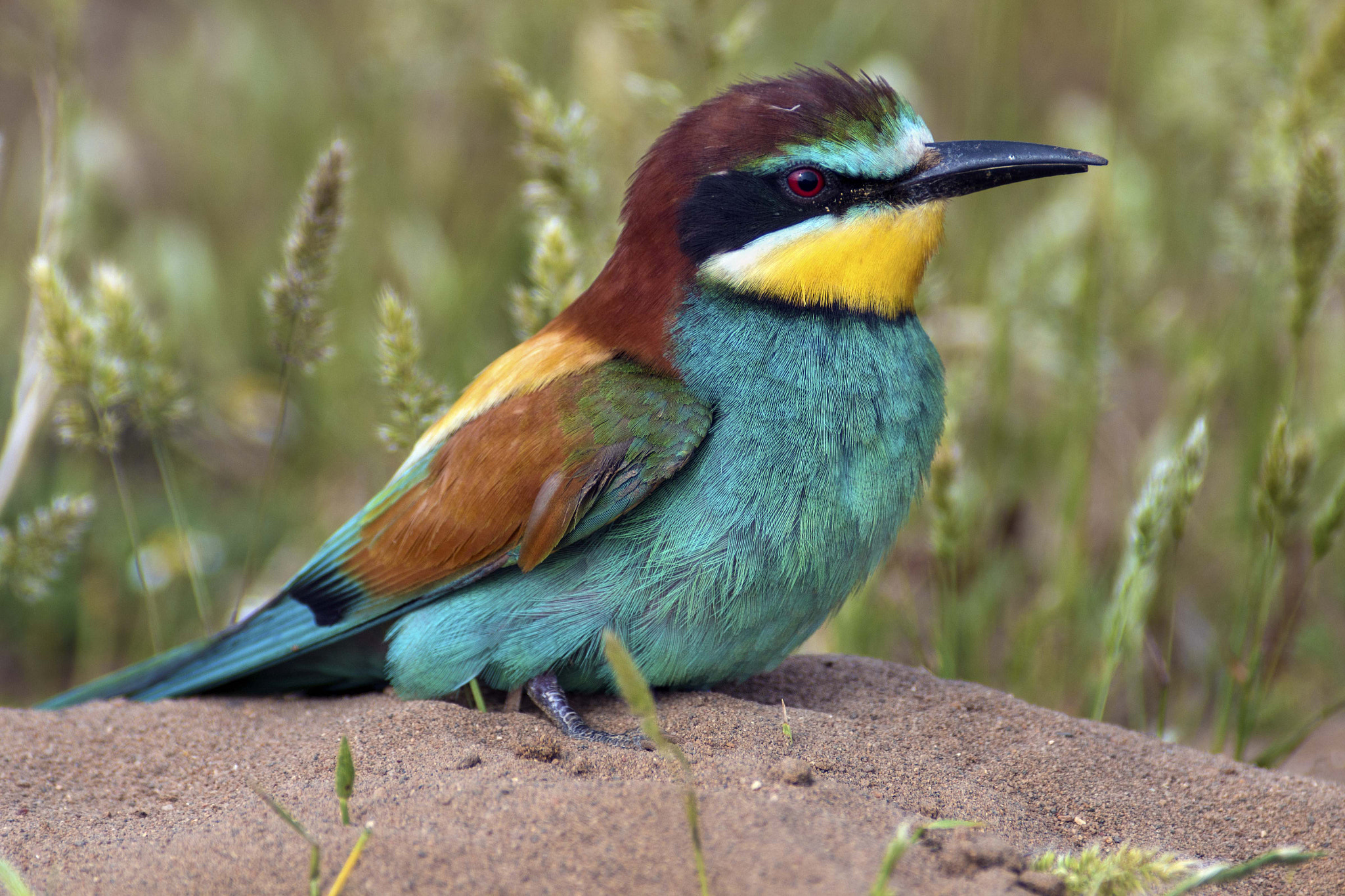 Canon EF 300mm f/2.8L + 2x sample photo. Bee eater photography