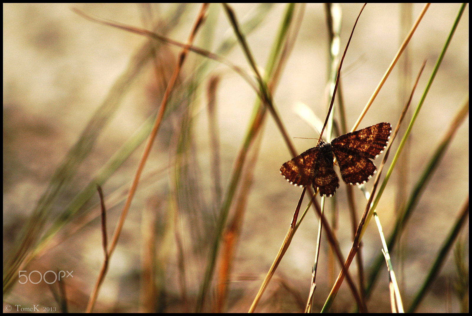 Canon EF 70-300mm F4-5.6 IS USM sample photo. Butterfly photography