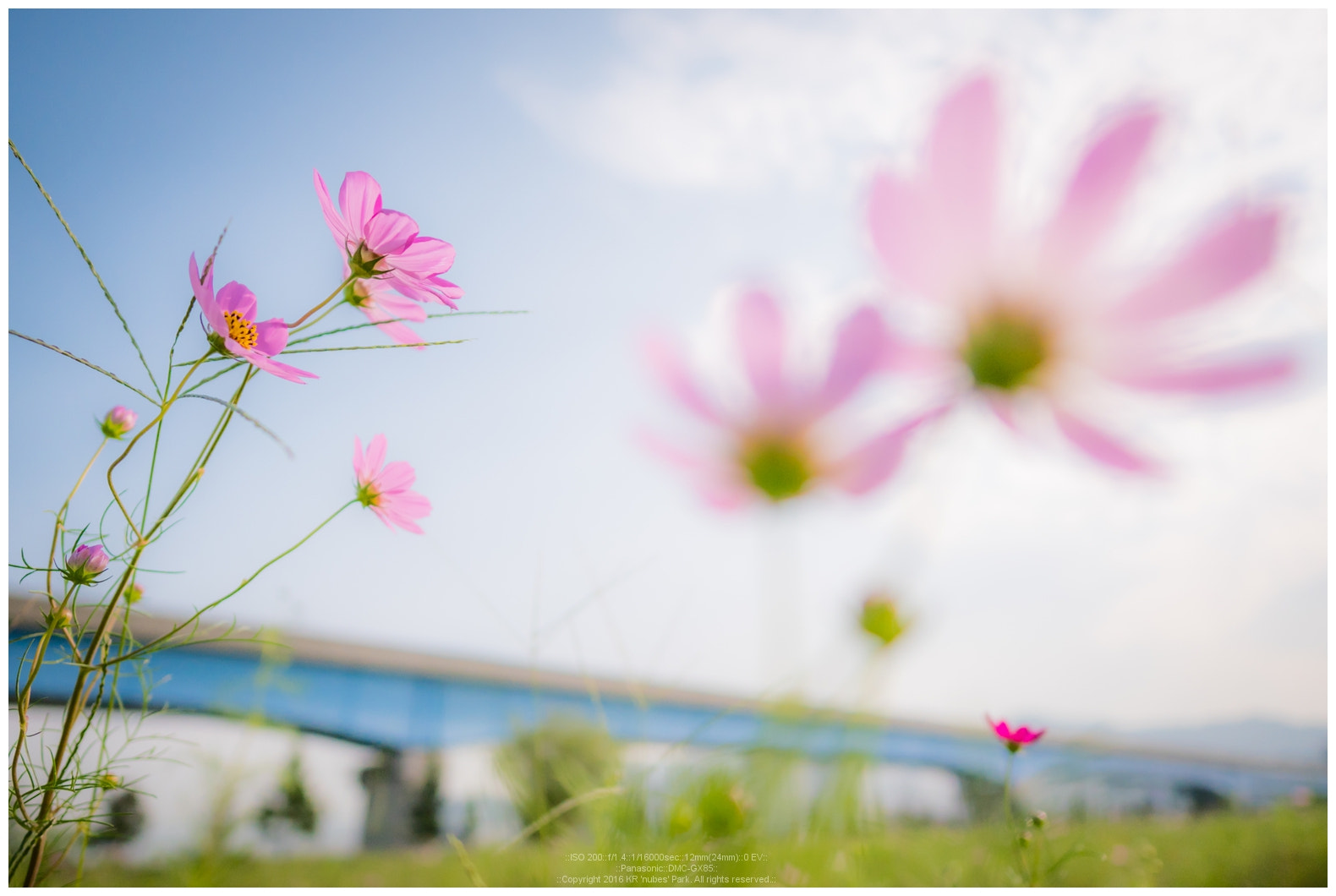 Panasonic Lumix DMC-GX85 (Lumix DMC-GX80 / Lumix DMC-GX7 Mark II) + LEICA DG SUMMILUX 12/F1.4 sample photo. P1030185-26.jpg photography