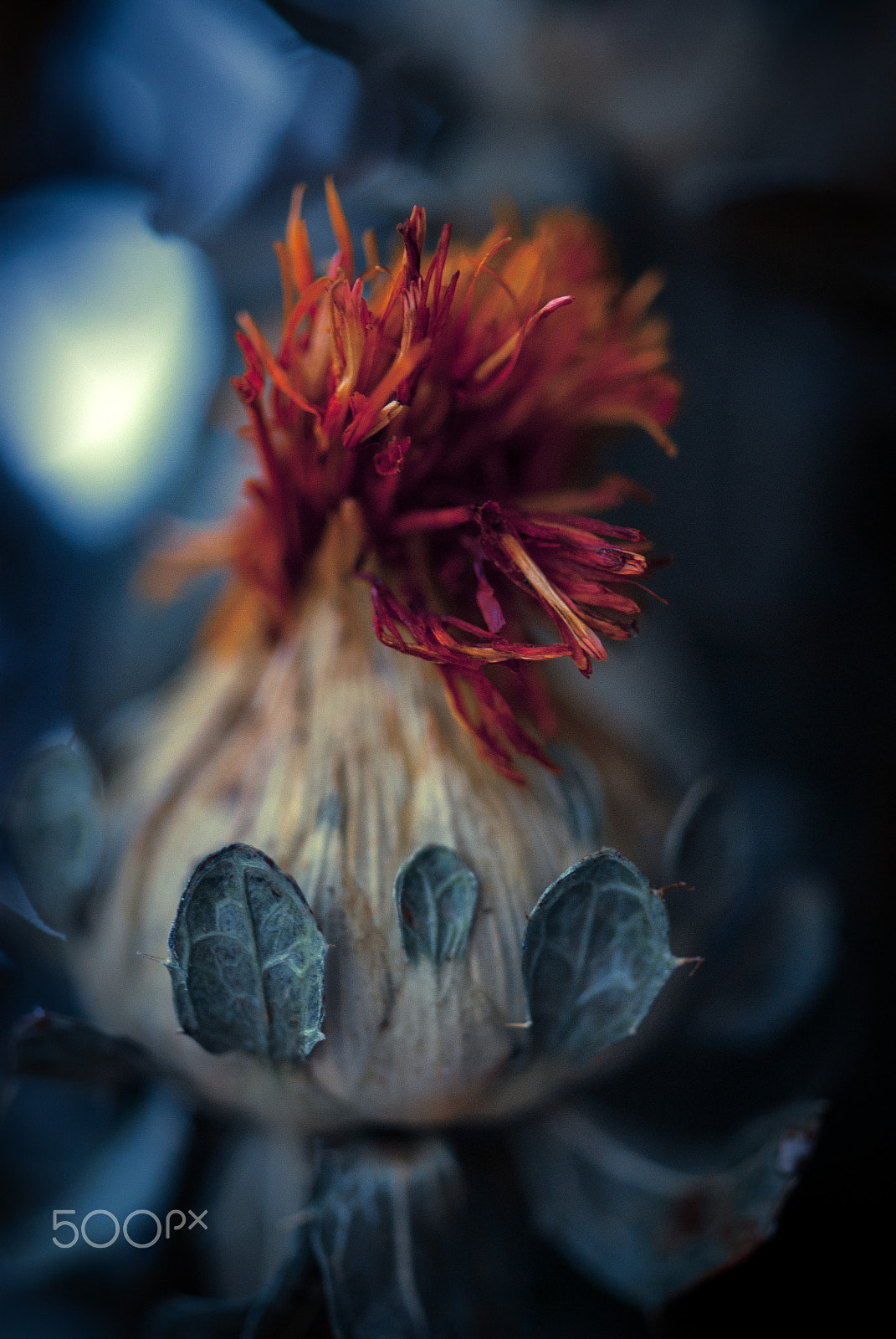 Nikon AF-S Micro-Nikkor 105mm F2.8G IF-ED VR sample photo. C'est le pompon photography