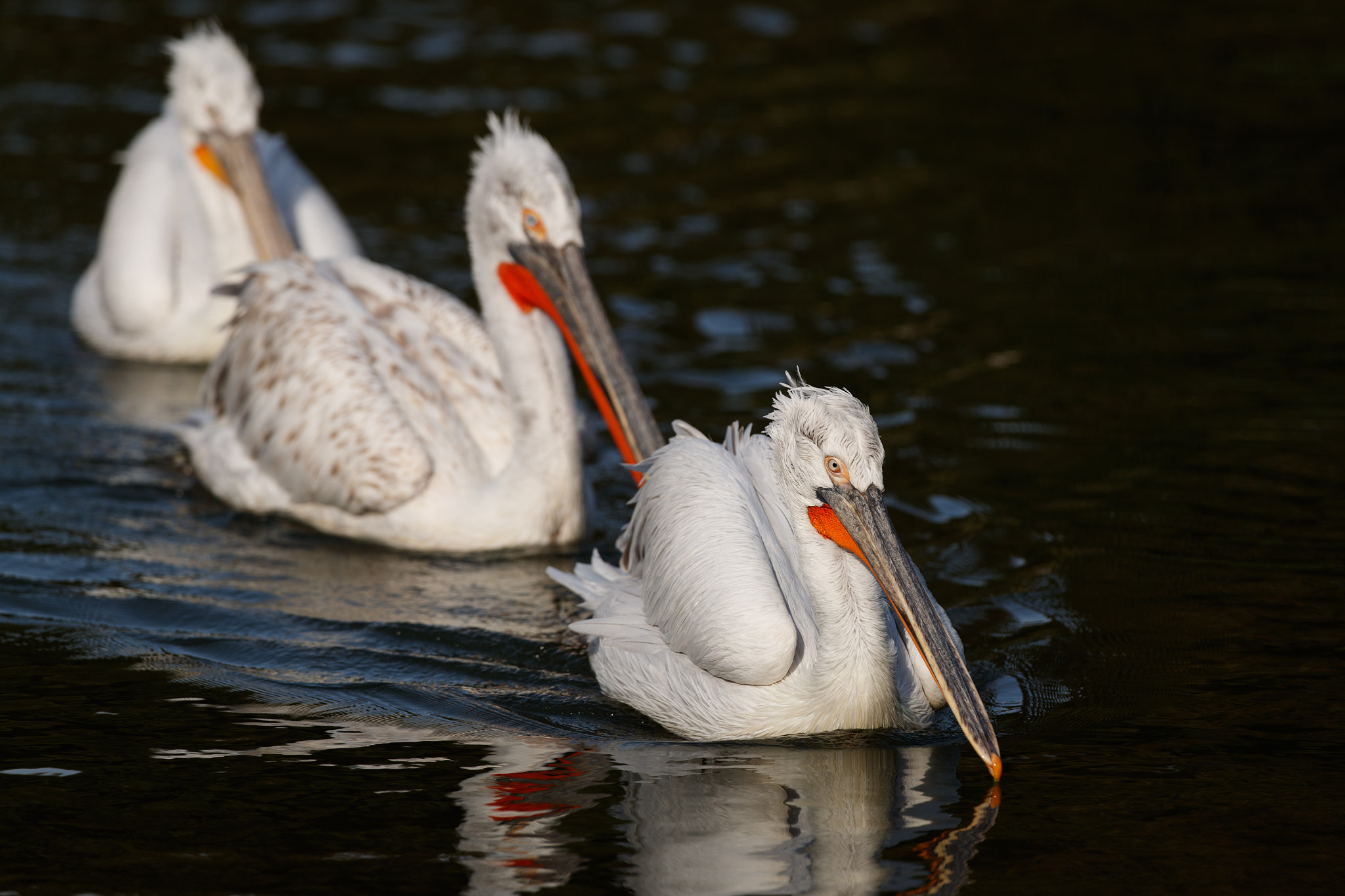 Canon EF 400mm F2.8L IS USM sample photo. 3 in a row photography