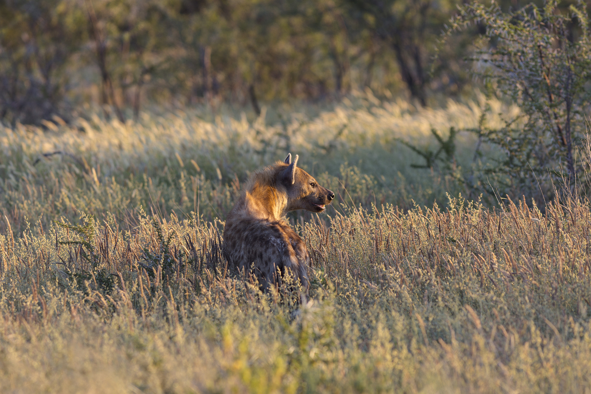 Canon EOS 6D + Canon EF 300mm F4L IS USM sample photo. Img photography