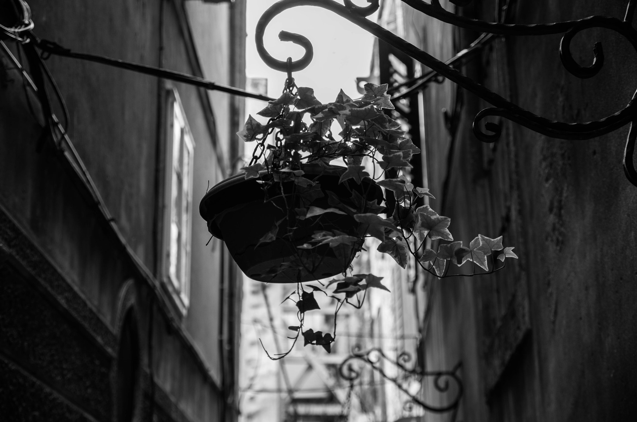 Sigma 17-70mm F2.8-4 DC Macro OS HSM sample photo. Plant in split photography