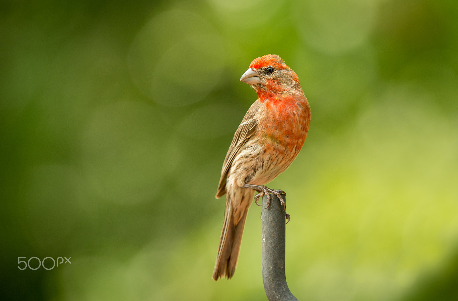 Nikon D4 + Nikon AF-S Nikkor 200-400mm F4G ED-IF VR sample photo. House finch photography