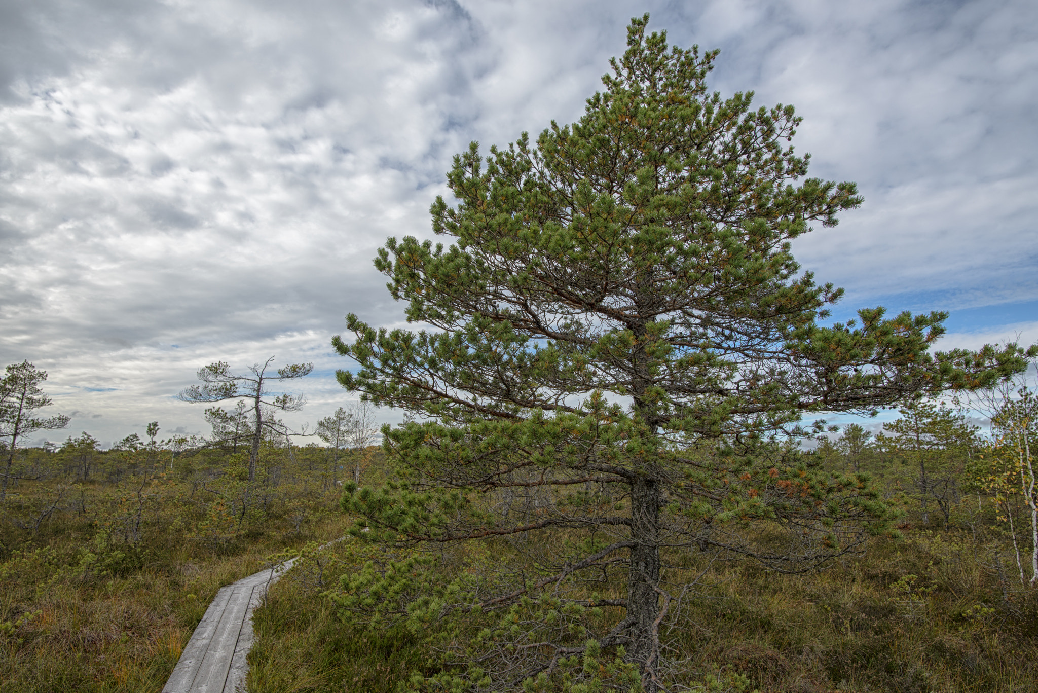 Nikon D600 + Nikon AF-S Nikkor 20mm F1.8G ED sample photo. Path to riisa bog photography