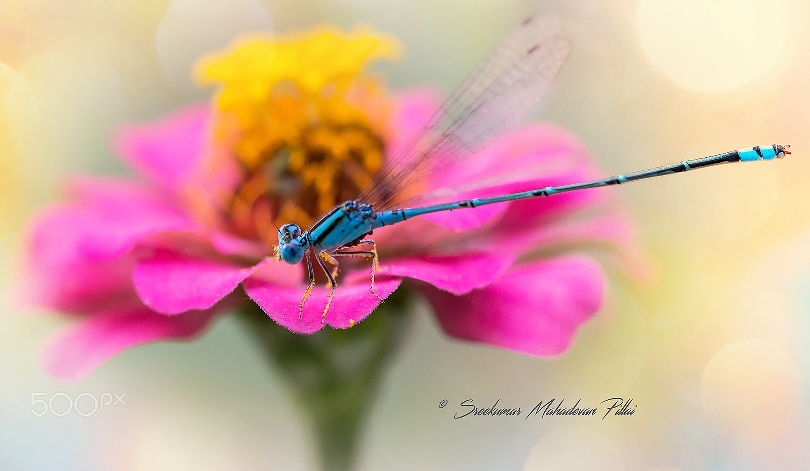 Canon EOS 60D + Canon EF 100mm F2.8L Macro IS USM sample photo. Colours of nature photography