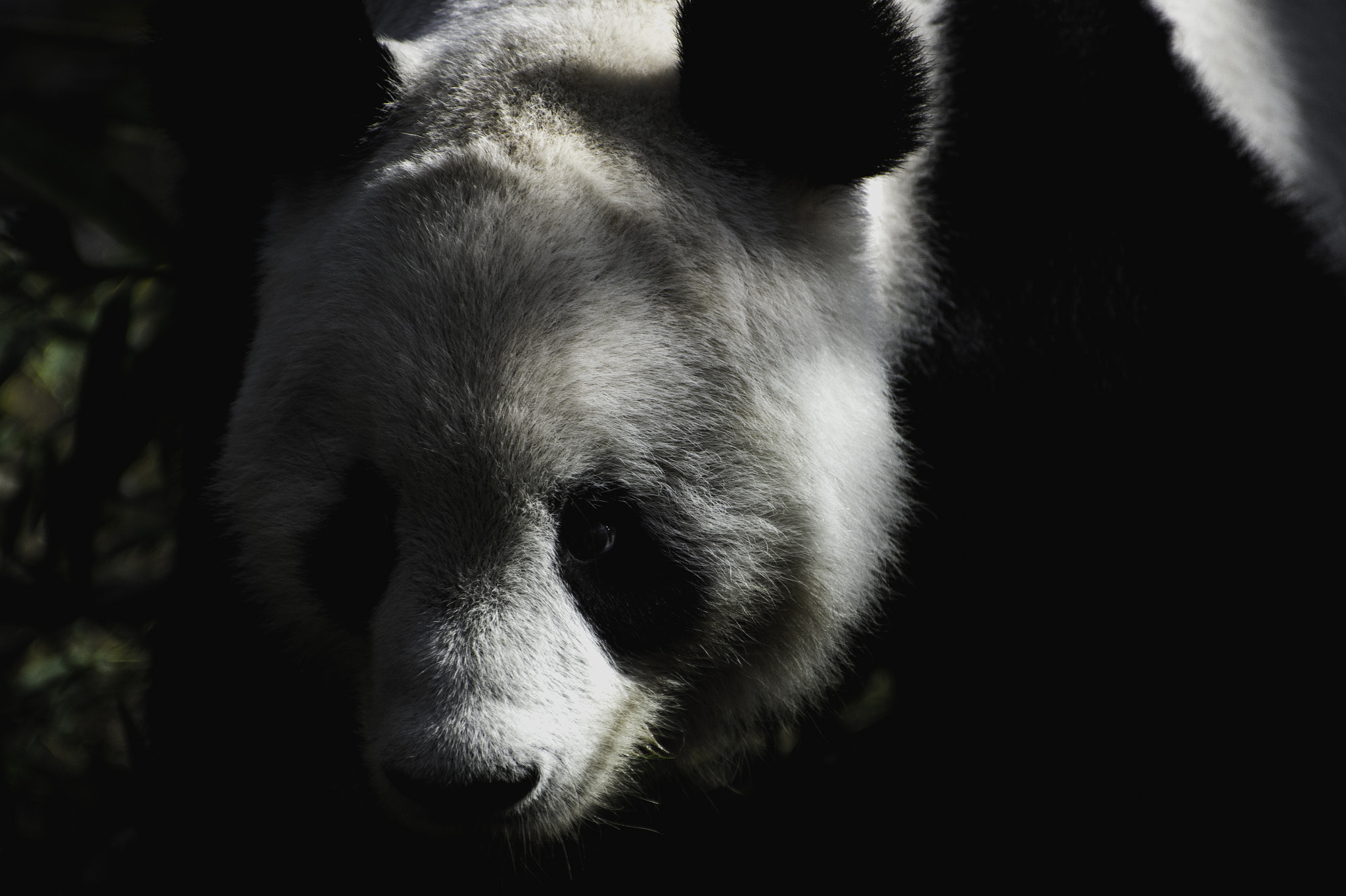 Nikon Df sample photo. Panda photography