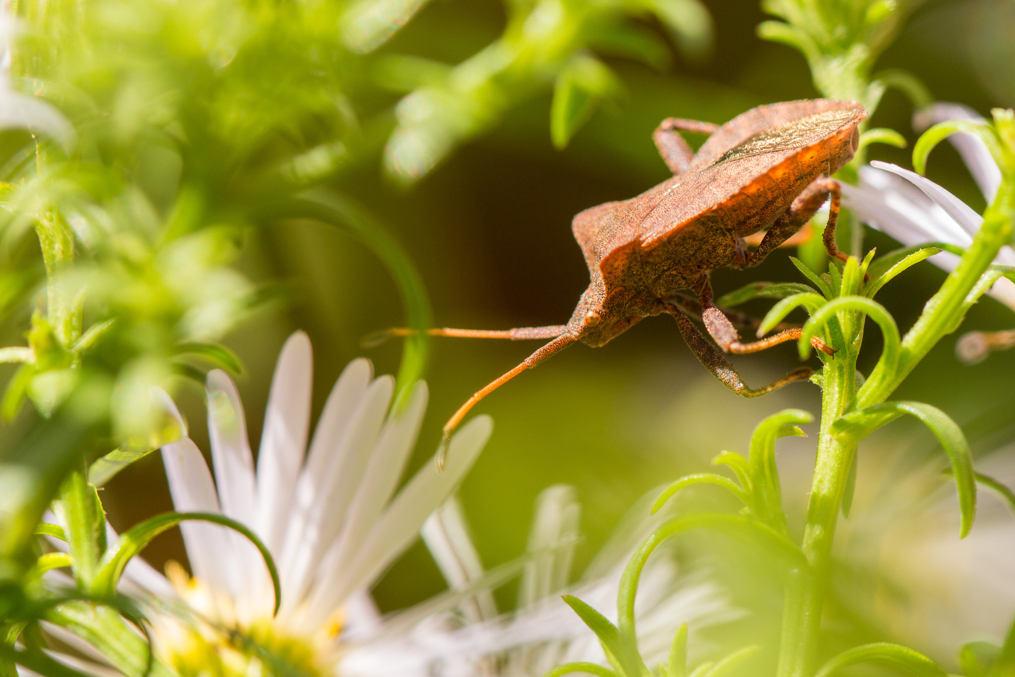 Canon EOS 70D + Canon EF 100mm F2.8L Macro IS USM sample photo. Dock bug photography