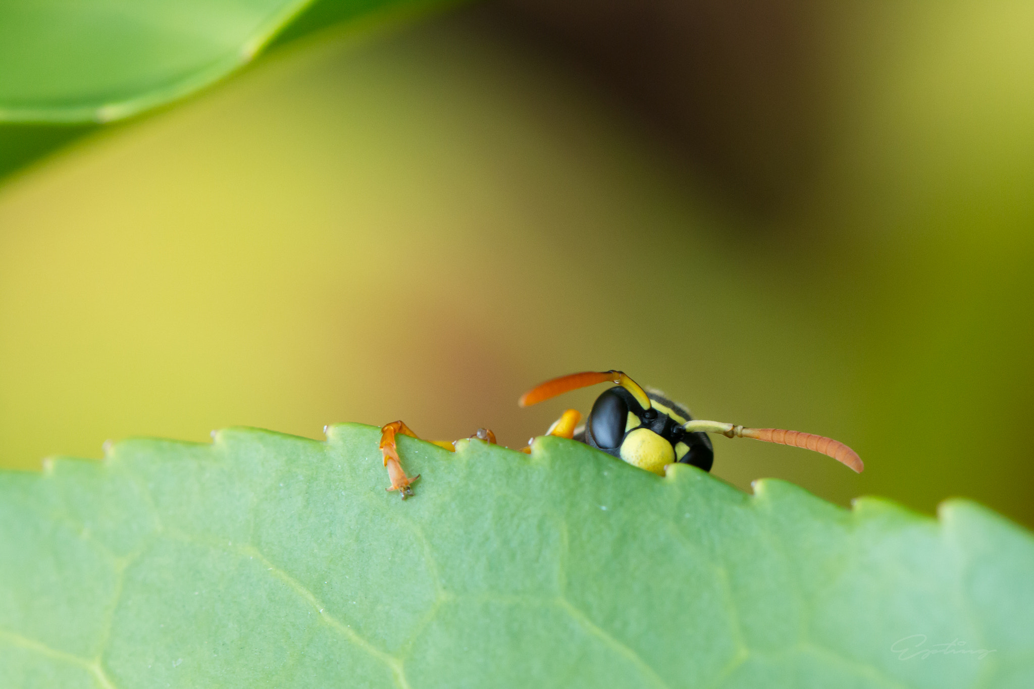 Canon EOS 70D + Canon EF 100mm F2.8L Macro IS USM sample photo. Wasp photography