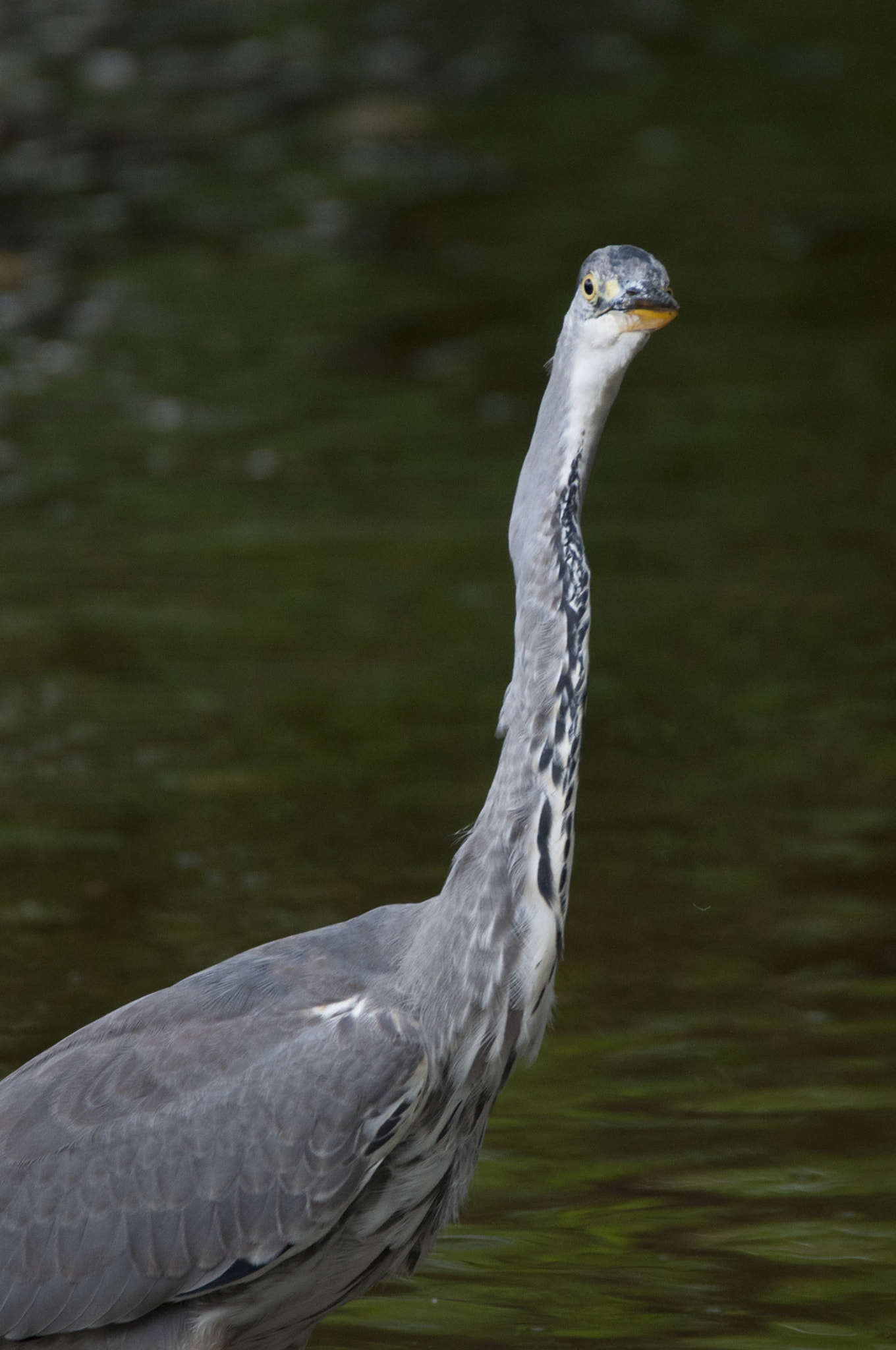 Sigma 150-600mm F5-6.3 DG OS HSM | C sample photo. Oiseaux photography