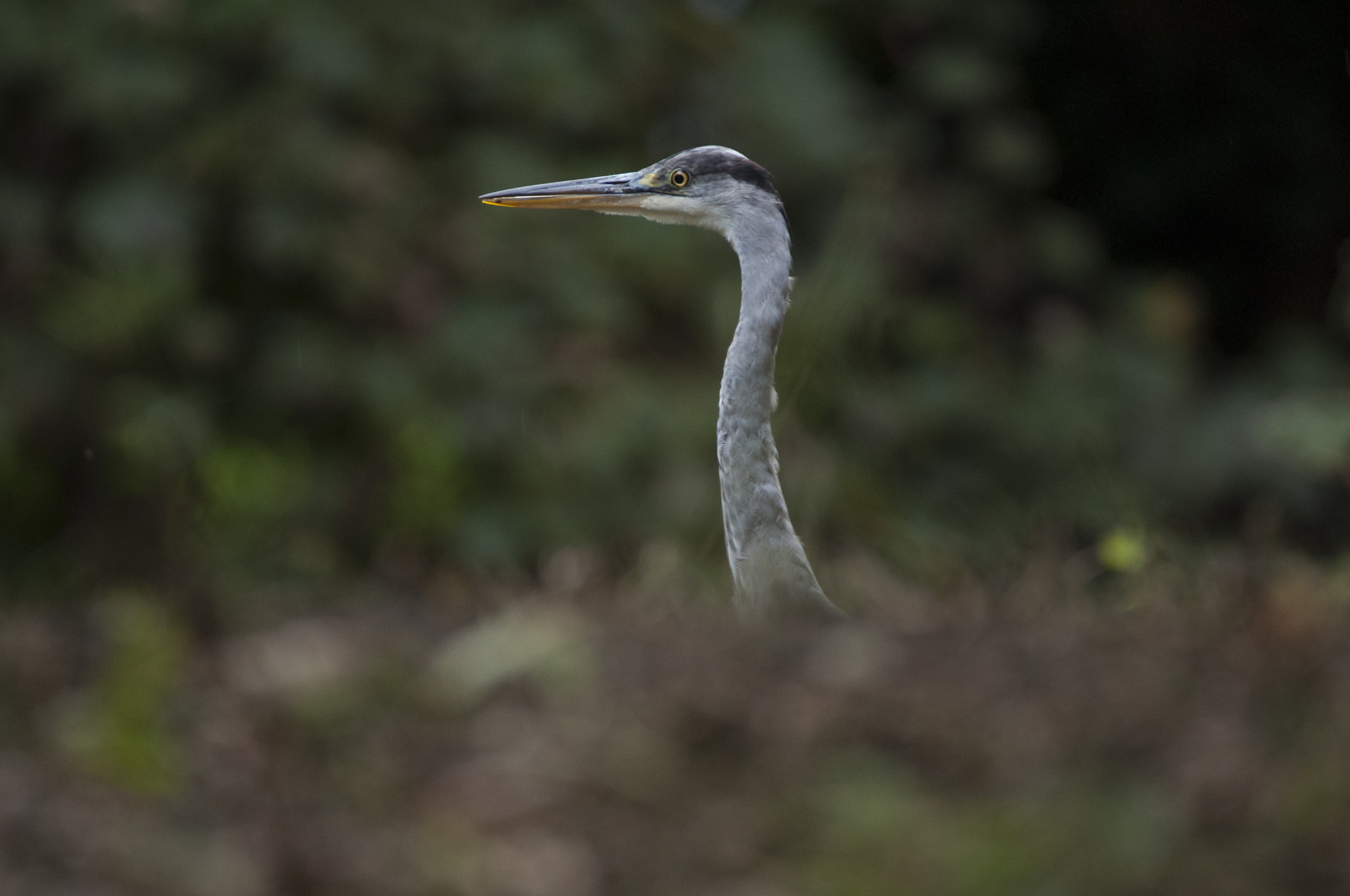 Sigma 150-600mm F5-6.3 DG OS HSM | C sample photo. Oiseaux photography