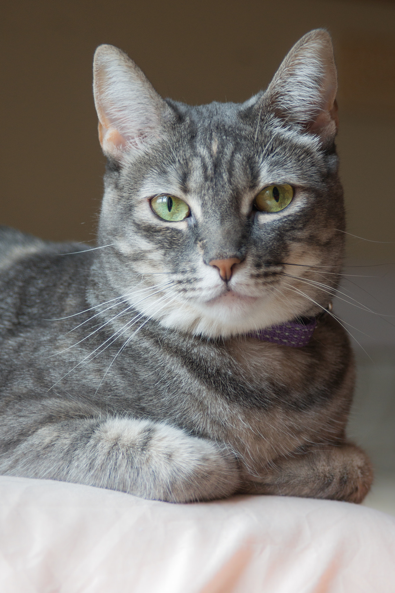 Minolta AF 24-85mm F3.5-4.5 [New] sample photo. Nala ii photography