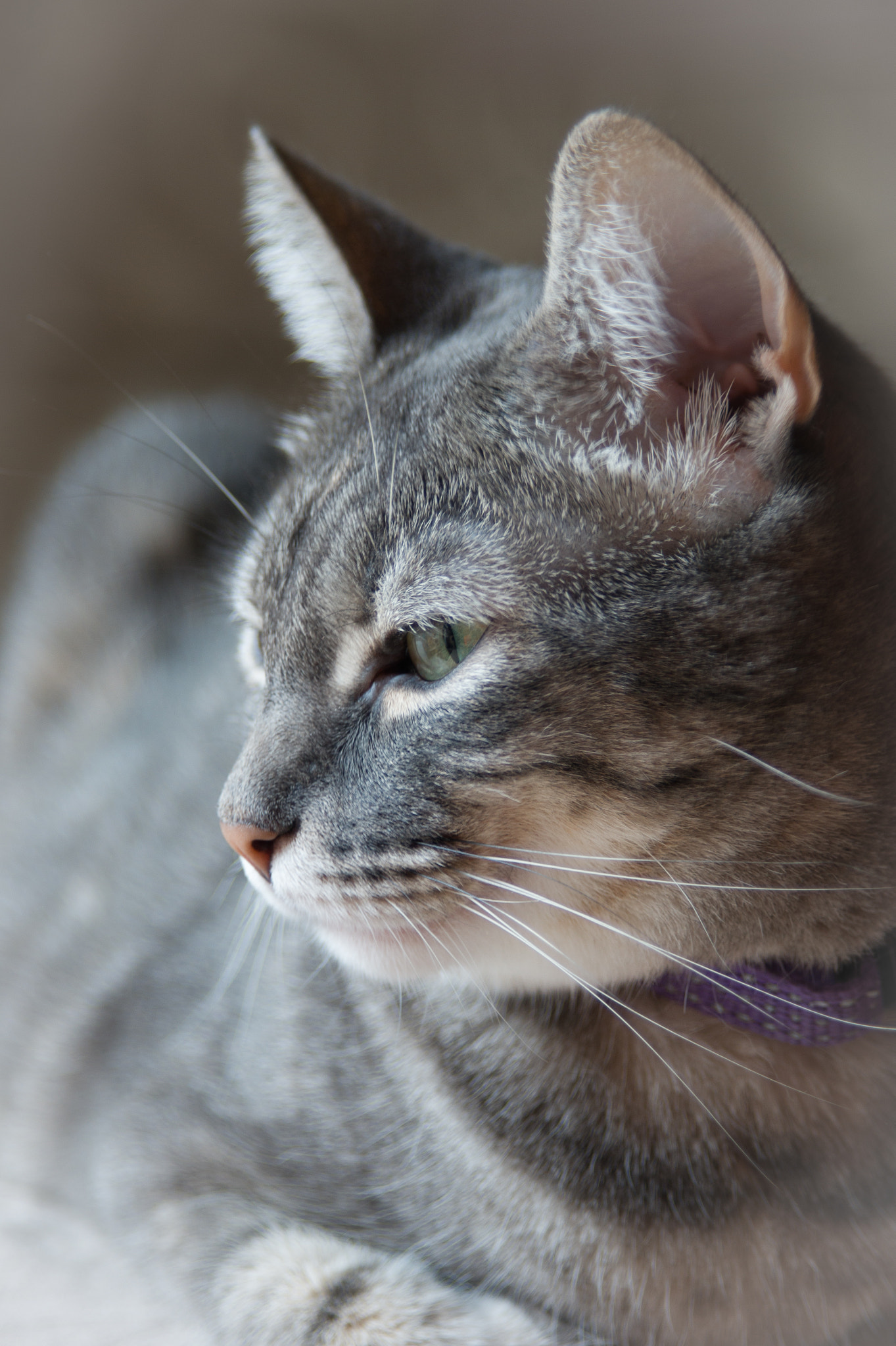 Minolta AF 24-85mm F3.5-4.5 [New] sample photo. Nala i photography