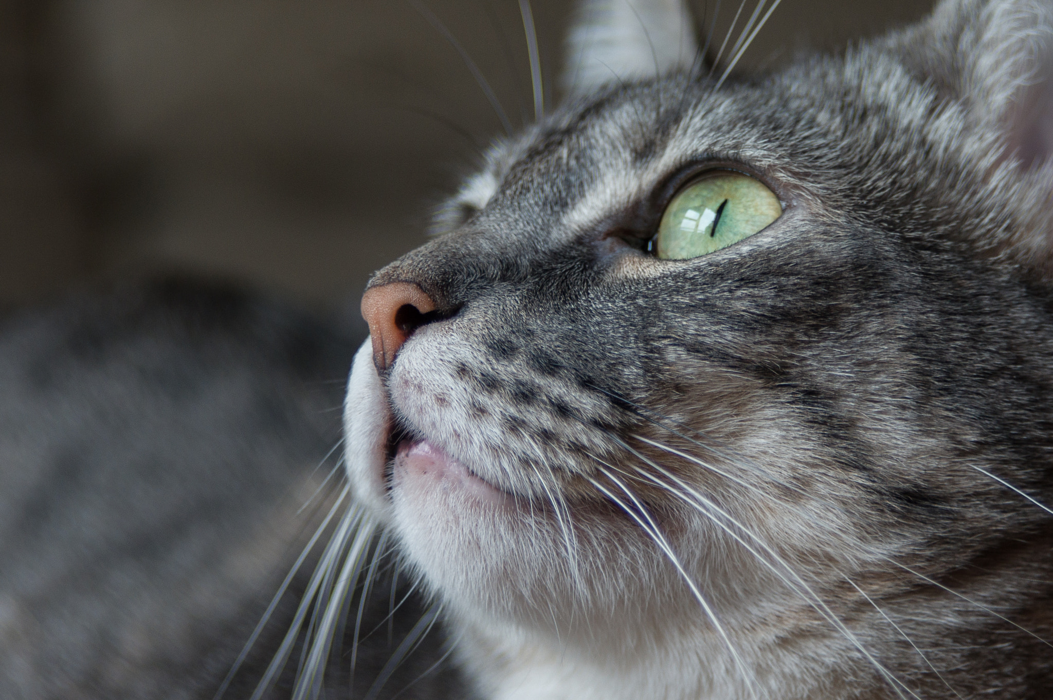 Minolta AF 24-85mm F3.5-4.5 [New] sample photo. Nala v photography
