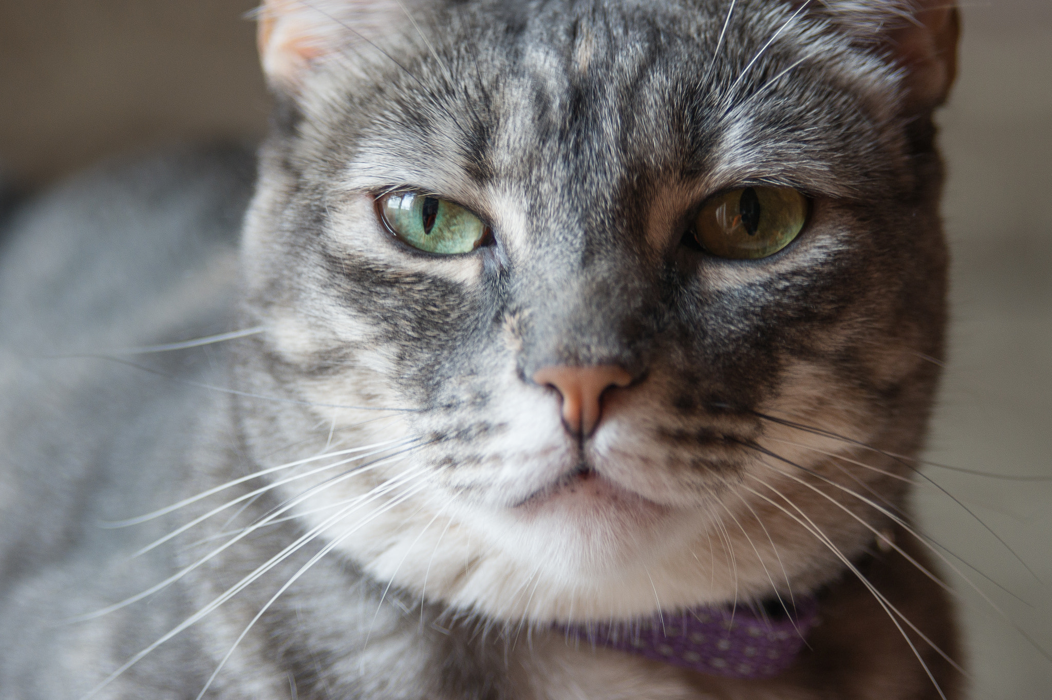 Minolta AF 24-85mm F3.5-4.5 [New] sample photo. Nala iv photography
