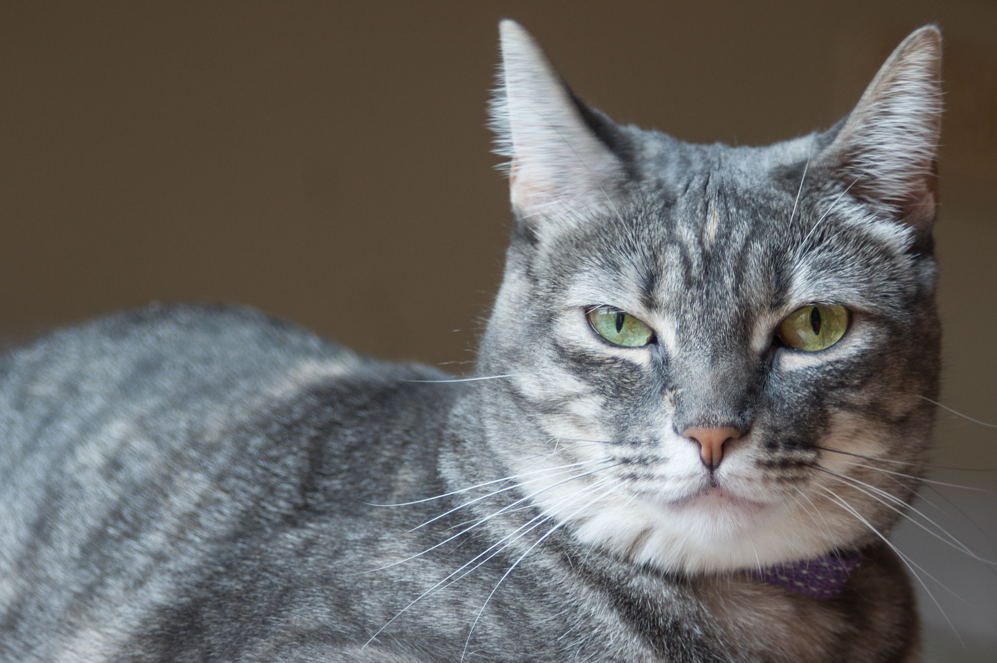 Minolta AF 24-85mm F3.5-4.5 [New] sample photo. Nala iii photography