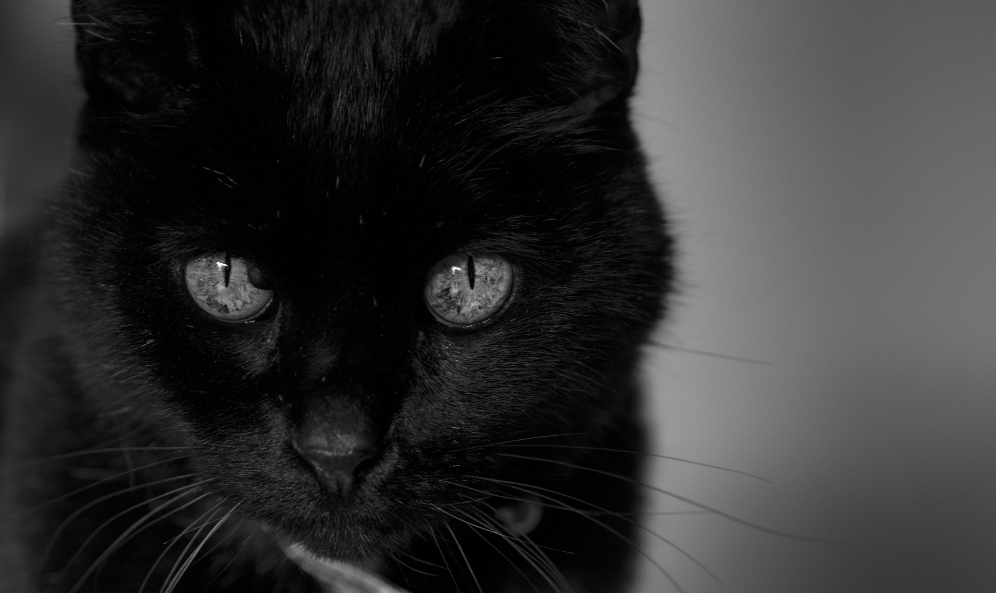 Nikon D3200 sample photo. Black cat photography