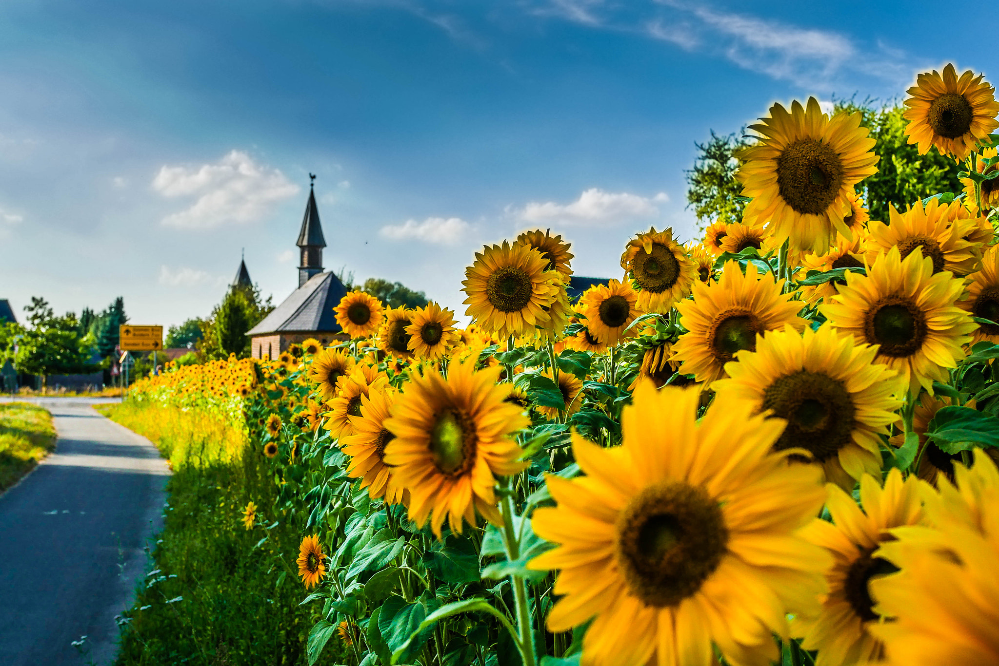 Panasonic DMC-G70 sample photo. Sunflowers at the street photography