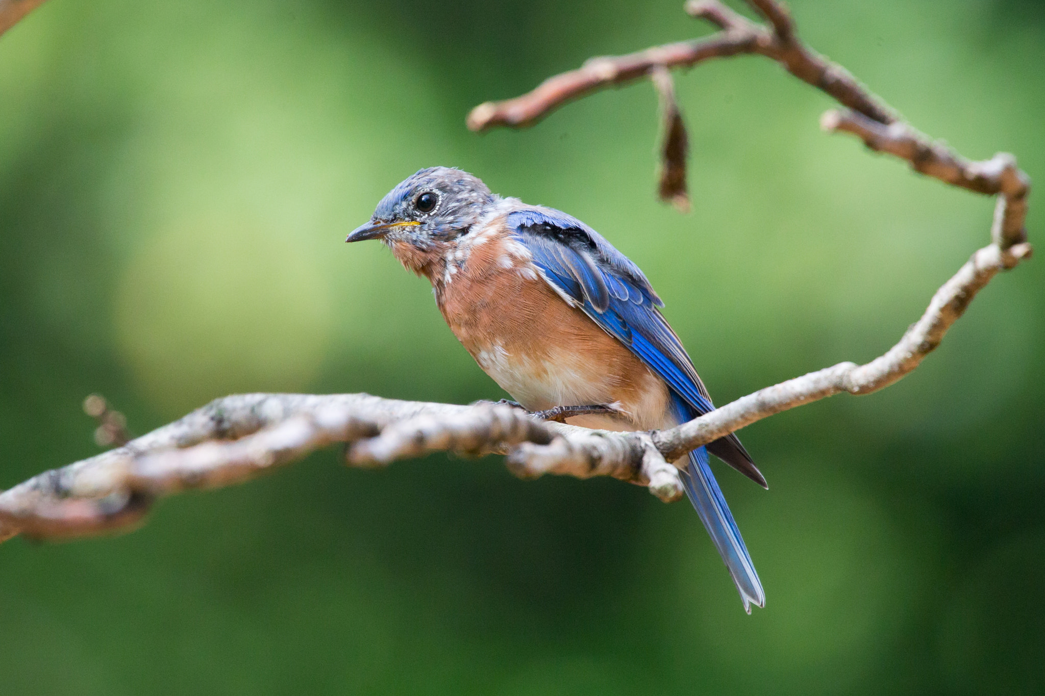 Canon EOS-1D X sample photo. Rgp_9281-3.jpg photography