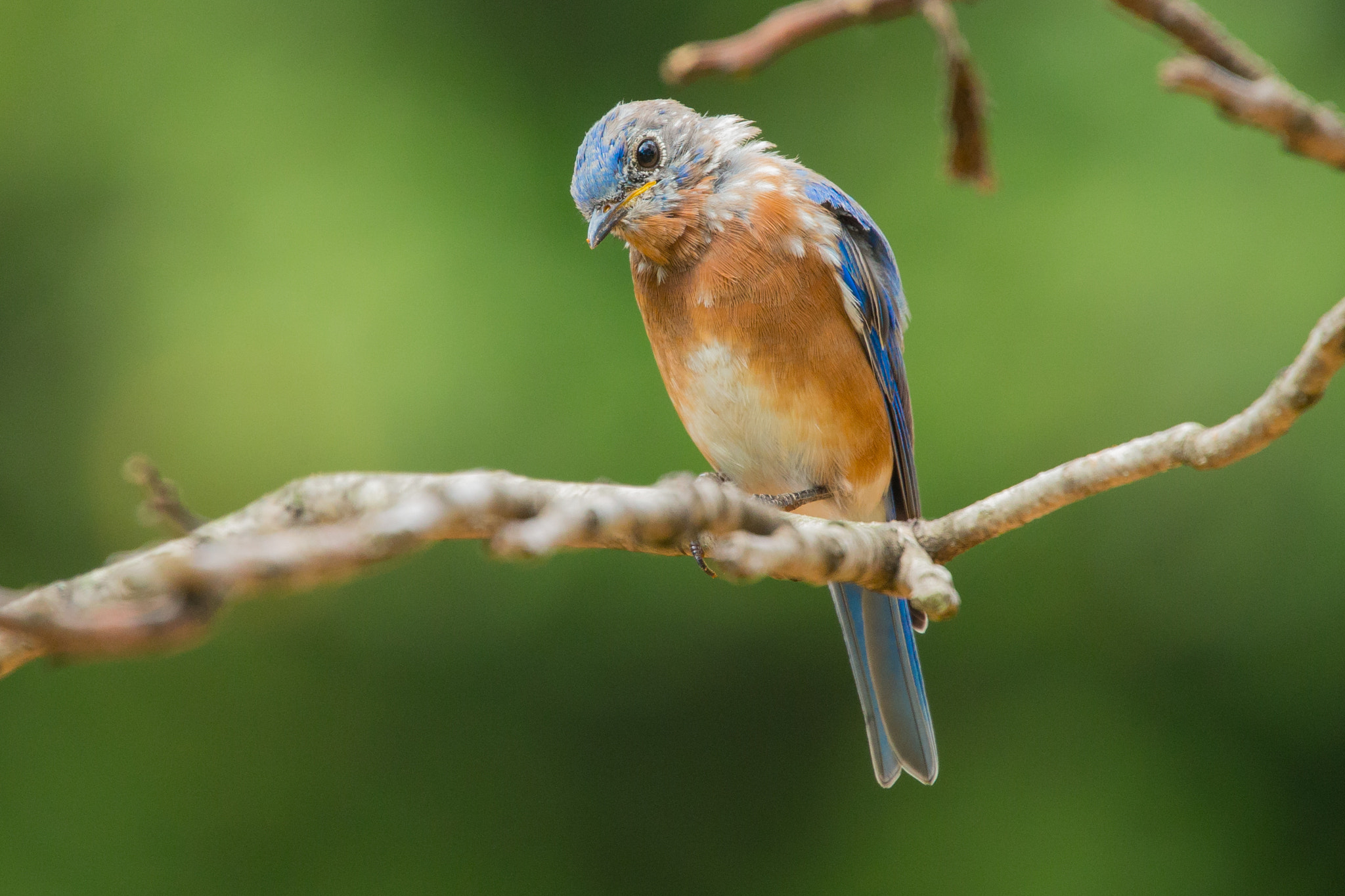 Canon EOS-1D X sample photo. Rgp_9284-3.jpg photography