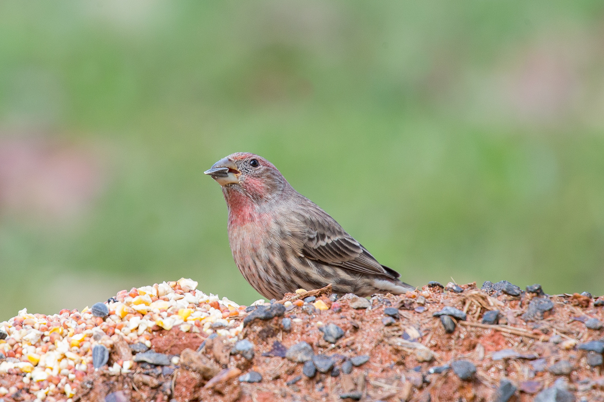 Canon EOS-1D X sample photo. Rgp_9309-3.jpg photography