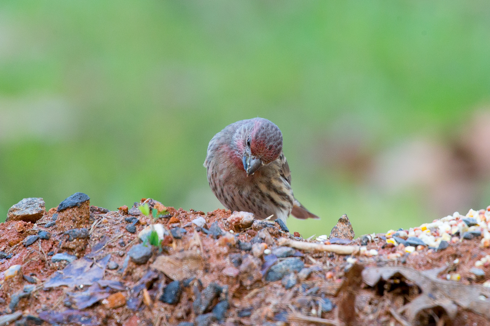 Canon EOS-1D X sample photo. Rgp_9333-3.jpg photography