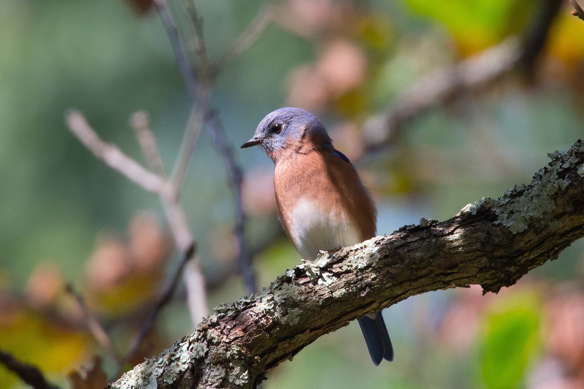 Canon EOS-1D X sample photo. Rgp_9349-3.jpg photography