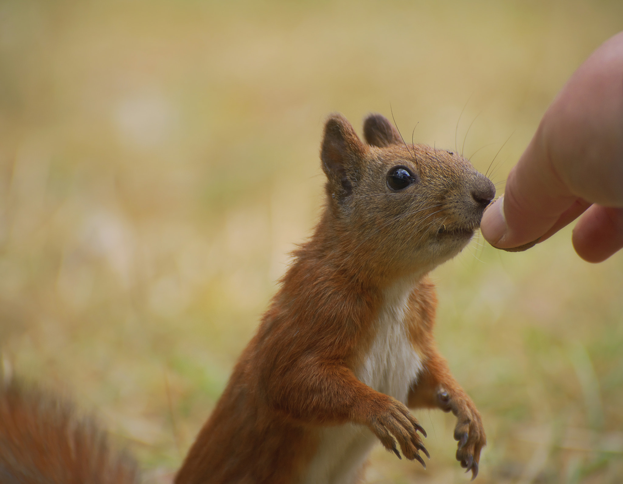 VR 70-300mm F/4.5-5.6 G sample photo. Nuts for squirrels photography