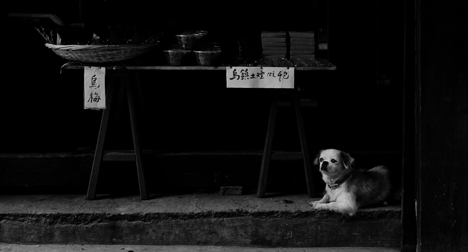 Sony 24-600mm F2.4-4.0 sample photo. Wuzhen china photography