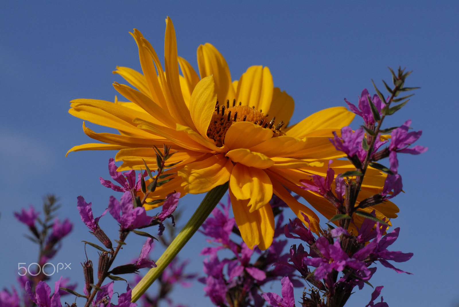 Nikon D200 + Sigma 70mm F2.8 EX DG Macro sample photo. Colours photography