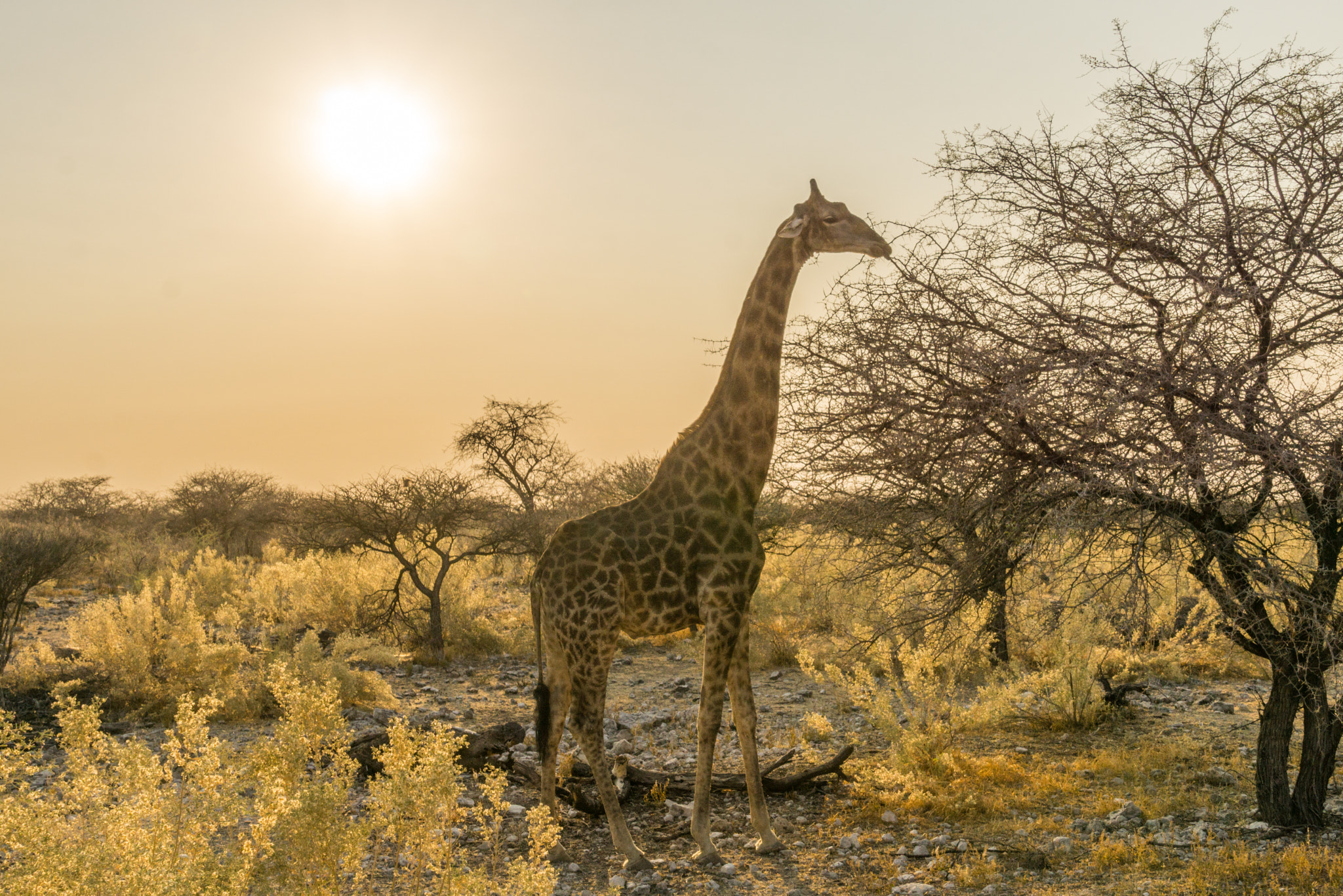 Sony a6000 sample photo. Goodmorning etosha photography