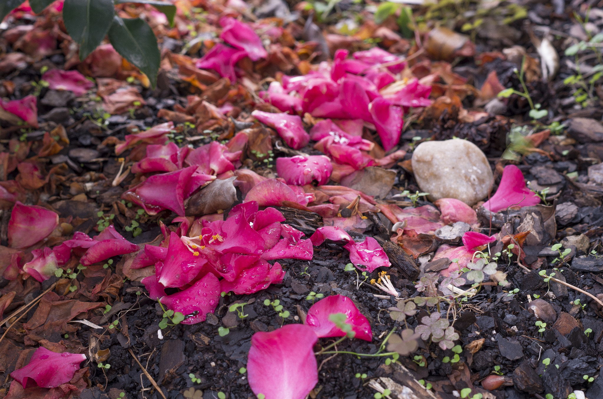 Pentax K-5 II + Pentax smc DA 50mm F1.8 sample photo. Rose pedals photography