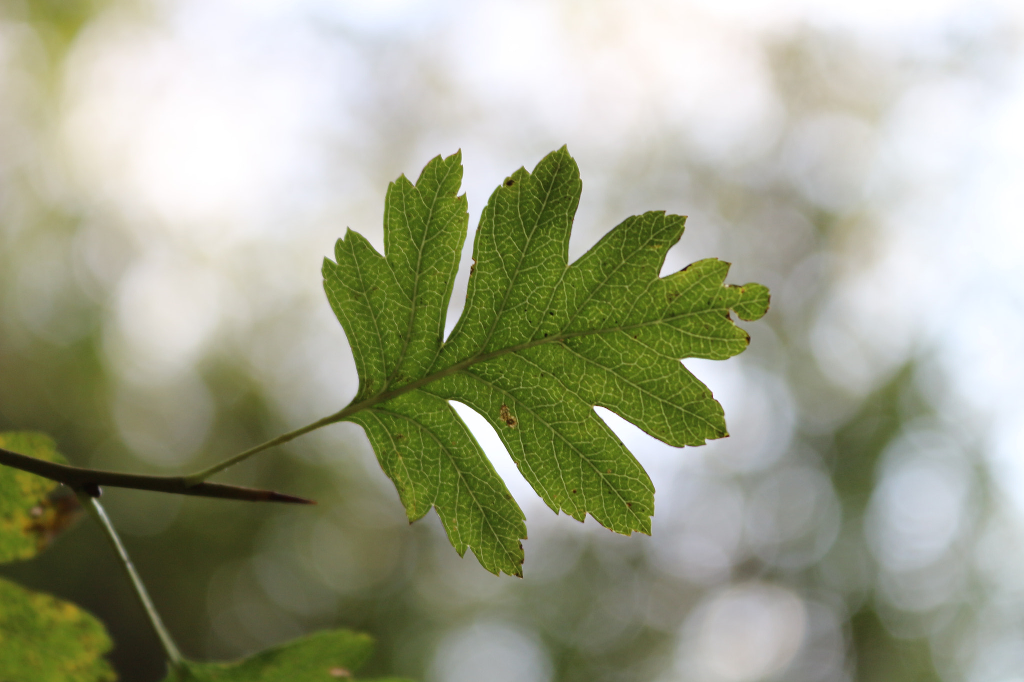 Canon EOS 100D (EOS Rebel SL1 / EOS Kiss X7) sample photo. Leaf photography