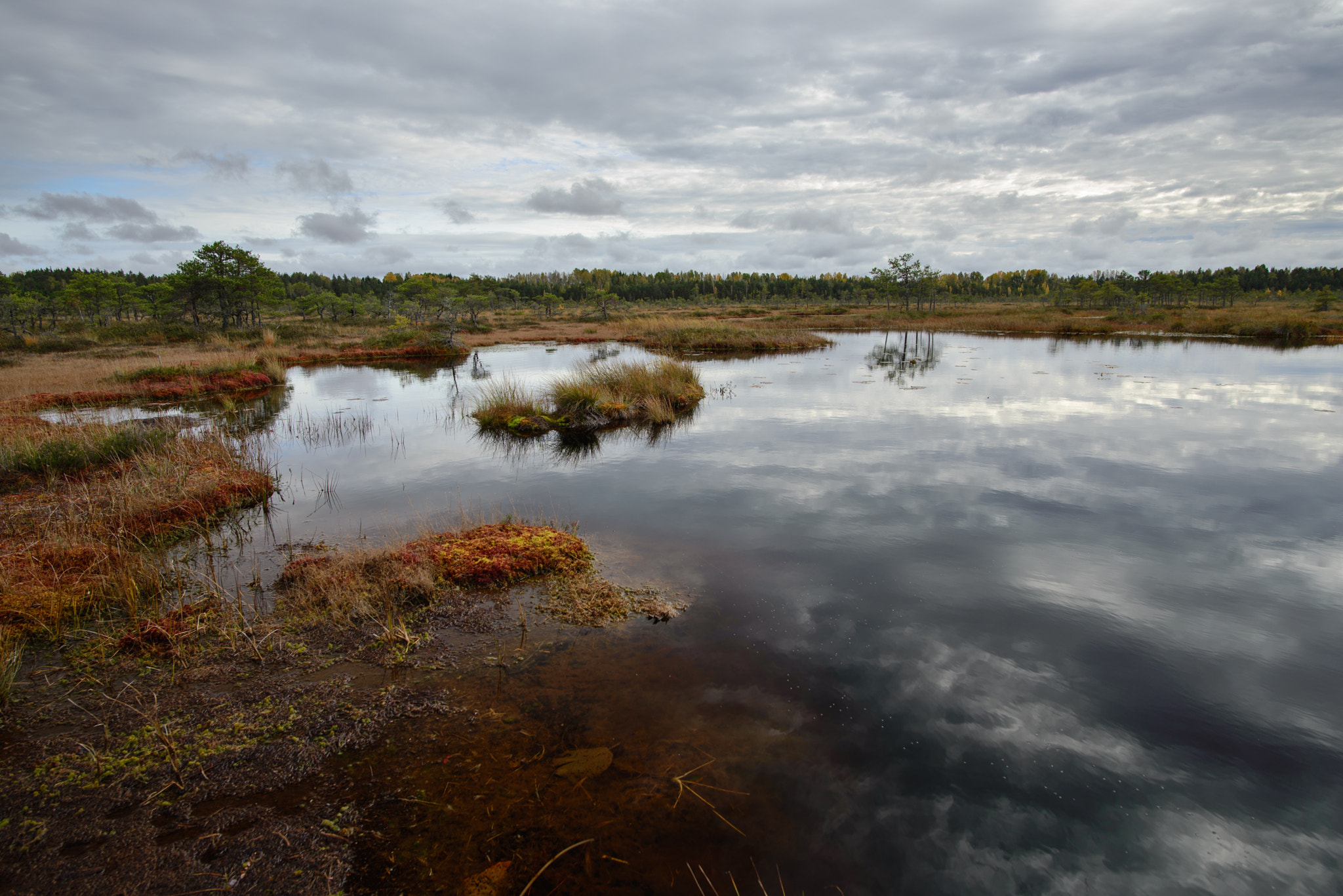 Nikon D600 sample photo. Reflection in a bog photography