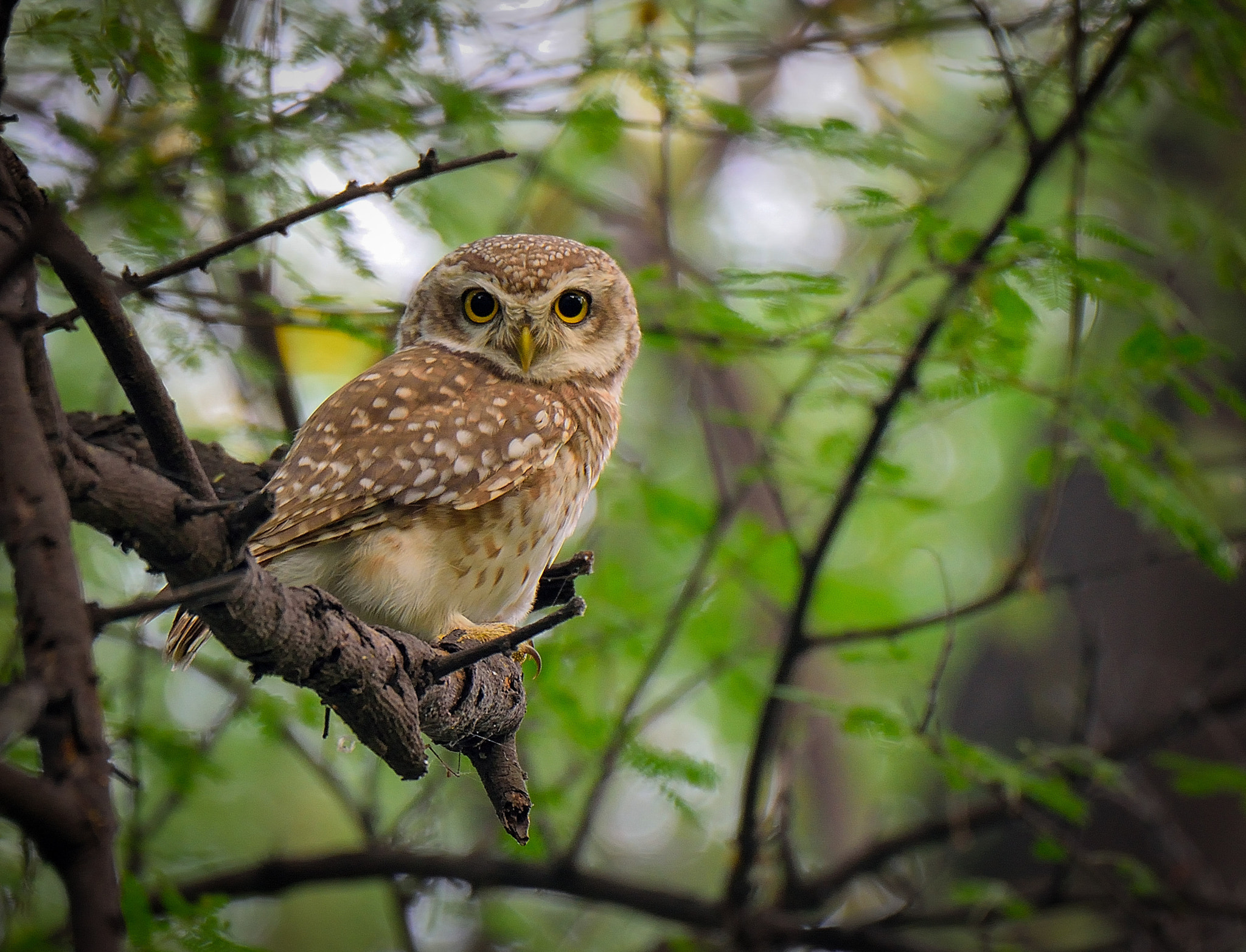 Nikon D3300 sample photo. Spotted owlet | oct'2016 | sultanpur, india | | photography