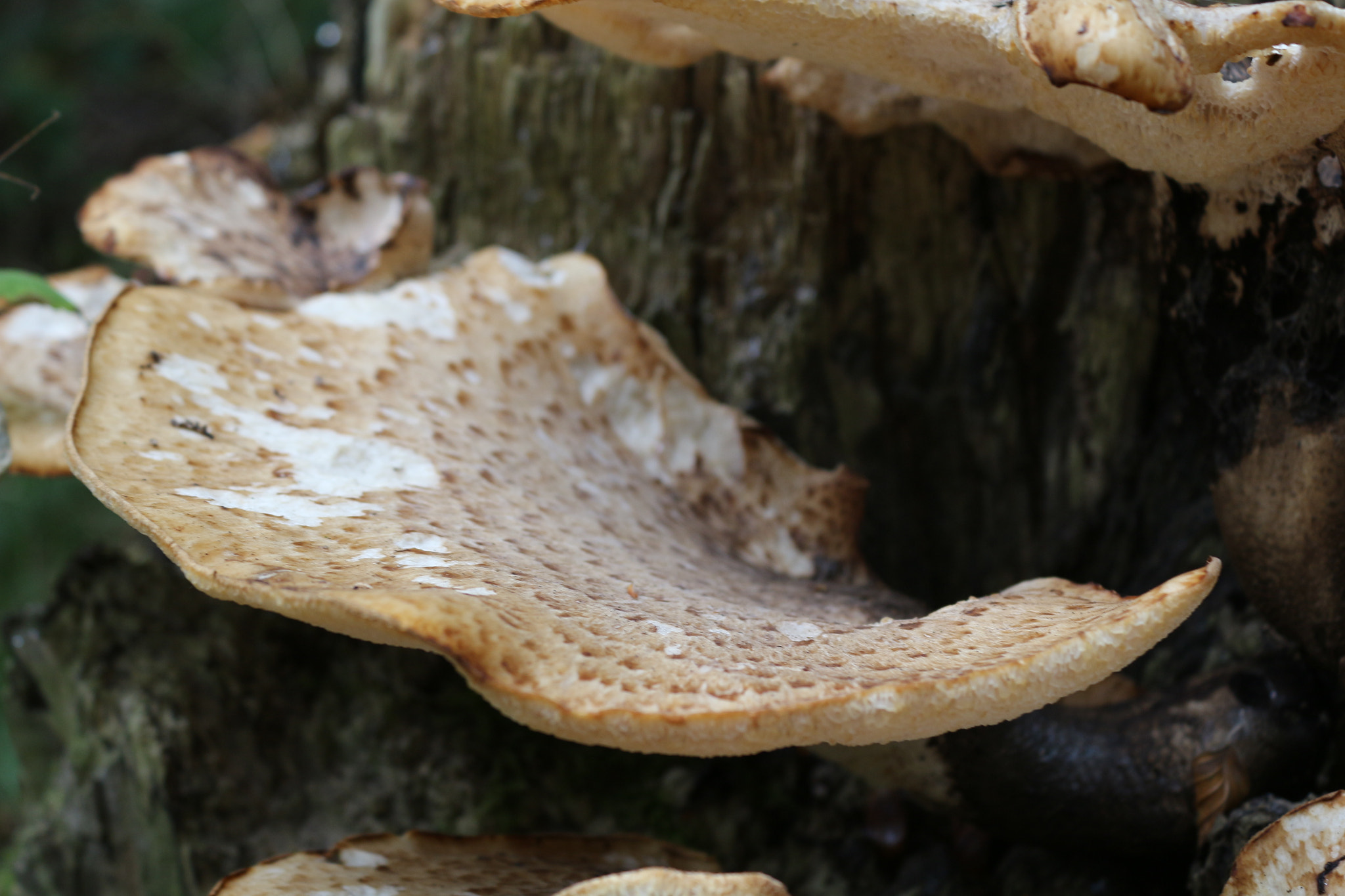Canon EOS 100D (EOS Rebel SL1 / EOS Kiss X7) sample photo. Mushroom photography