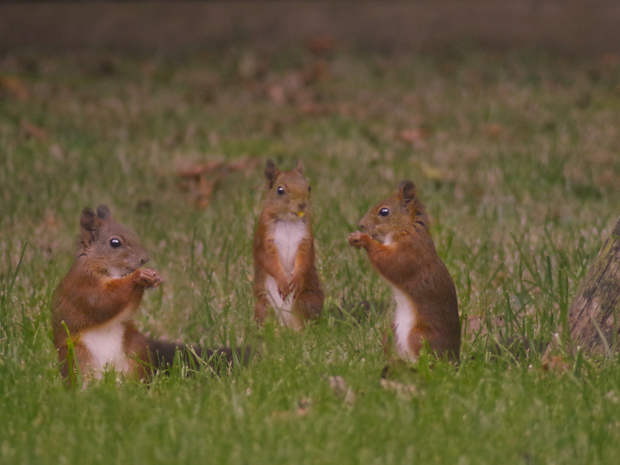 Pentax K-500 sample photo. Gruppentreffen. :-) photography