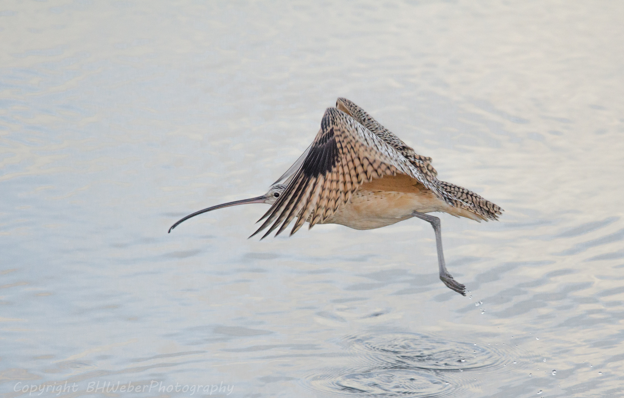 Nikon D7000 sample photo. Jousting curlew photography