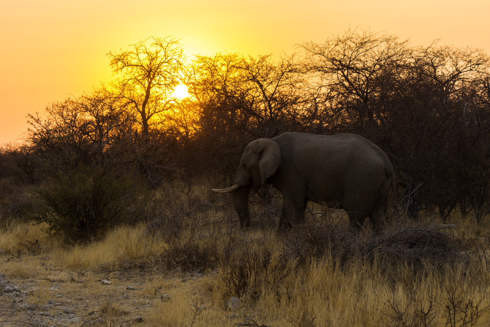 Sony a6000 + Sony FE 24-240mm F3.5-6.3 OSS sample photo. Elephant at sunset photography