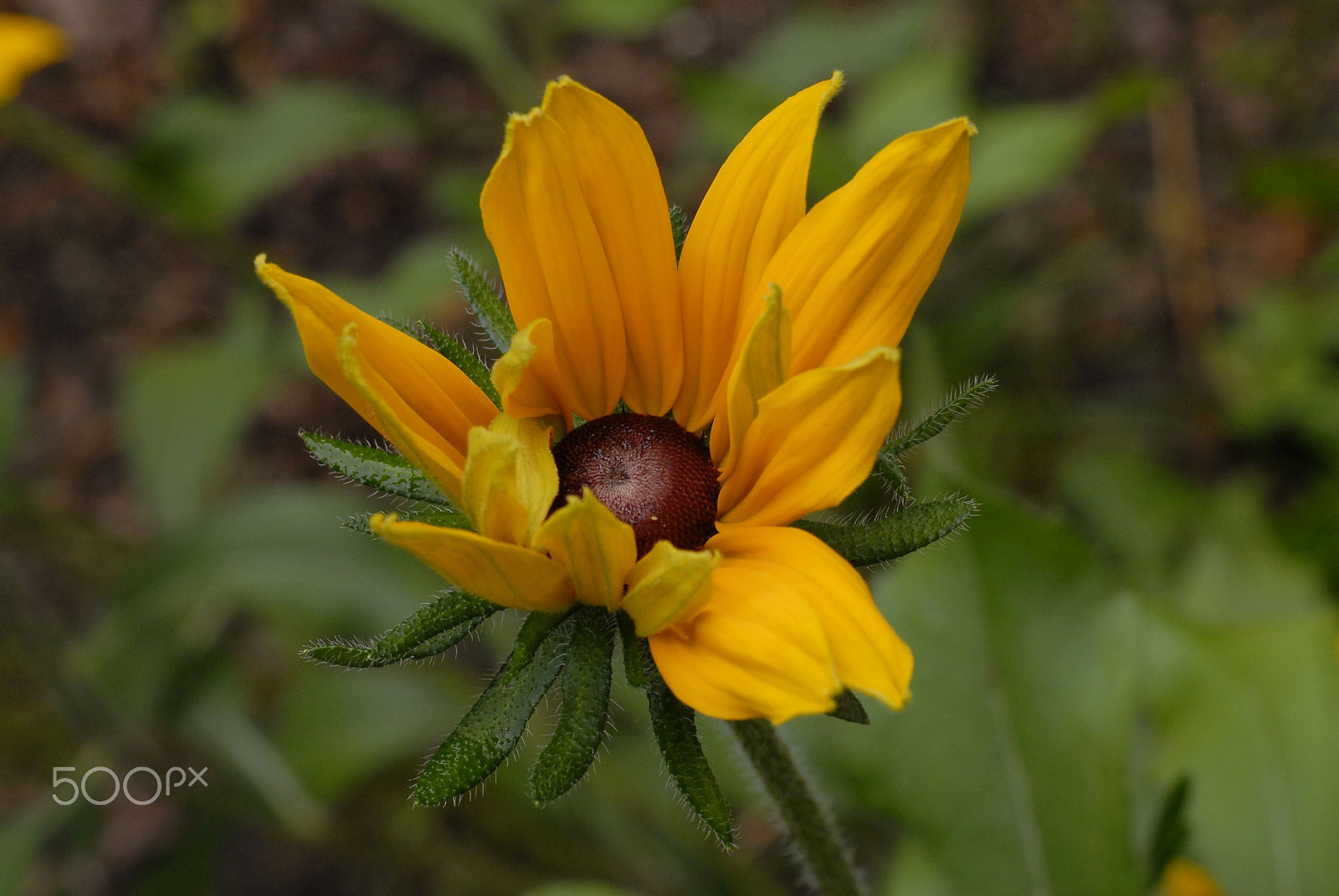 Nikon D200 sample photo. Flowers photography