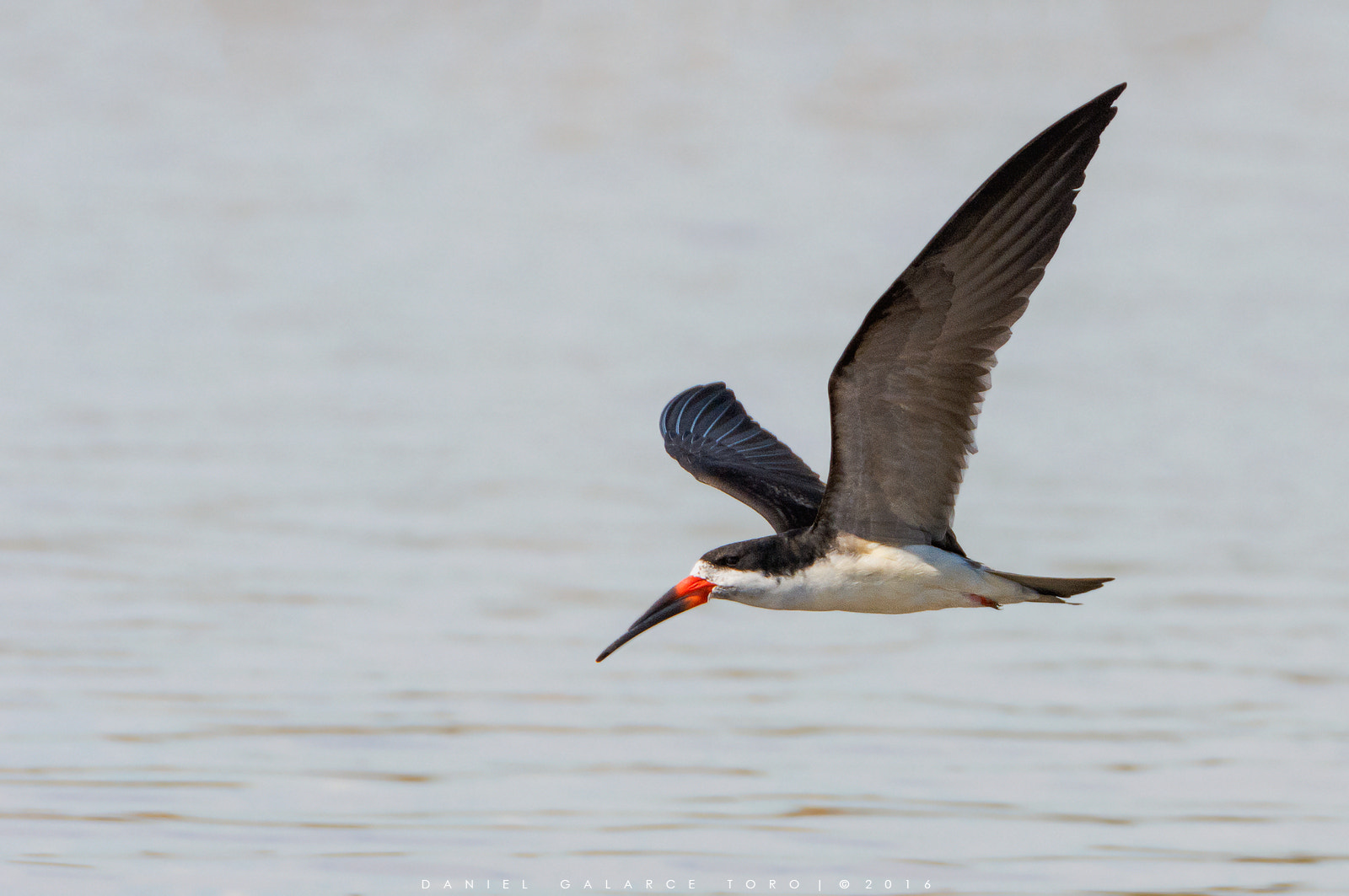 Nikon D7100 + Sigma 50-500mm F4.5-6.3 DG OS HSM sample photo. Rayador - black skimmer photography