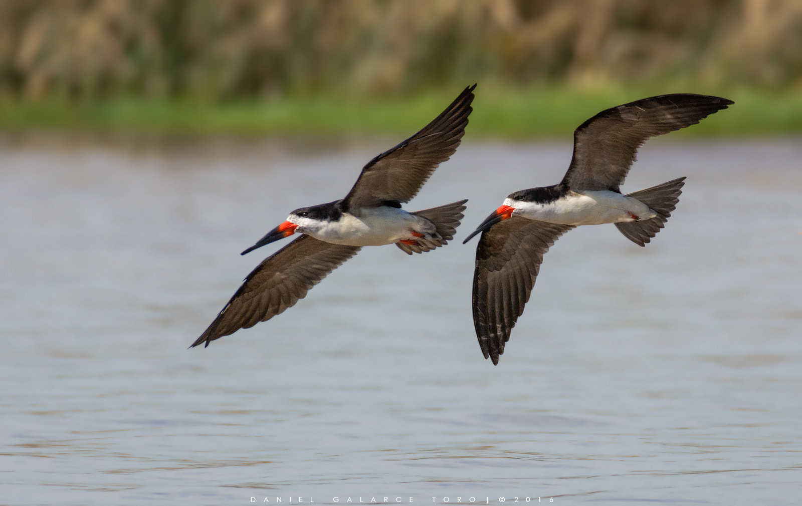 Sigma 50-500mm F4.5-6.3 DG OS HSM sample photo. Rayador - black skimmer photography