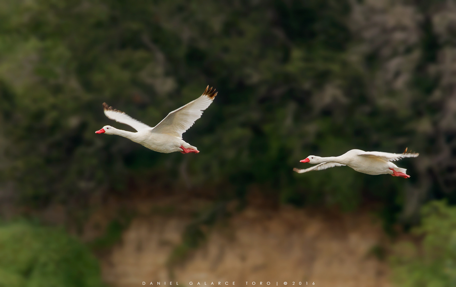 Sigma 50-500mm F4.5-6.3 DG OS HSM sample photo. Coscoroba swan photography
