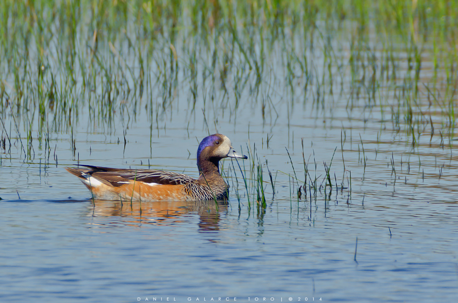 Nikon D5100 + Sigma 50-500mm F4.5-6.3 DG OS HSM sample photo. Pato real - chiloe wigeon photography